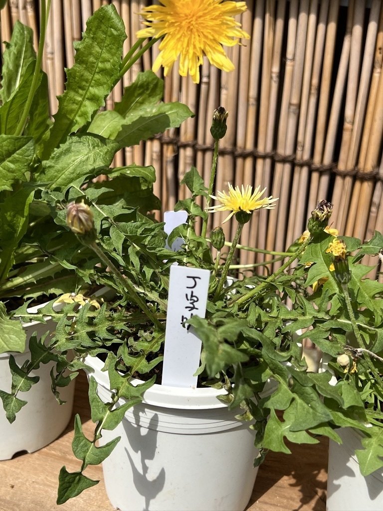 春の恒例たんぽぽコレクション。｜Ms'HIRO