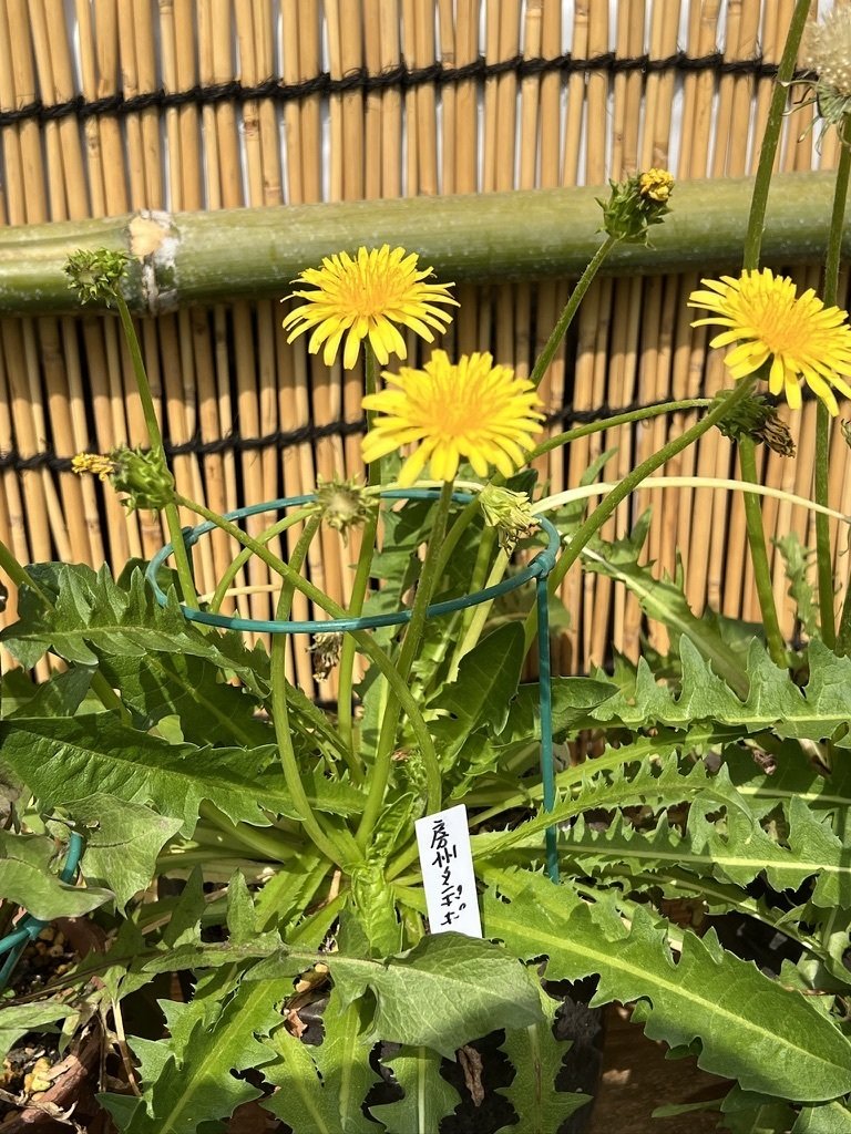 春の恒例たんぽぽコレクション。｜Ms'HIRO