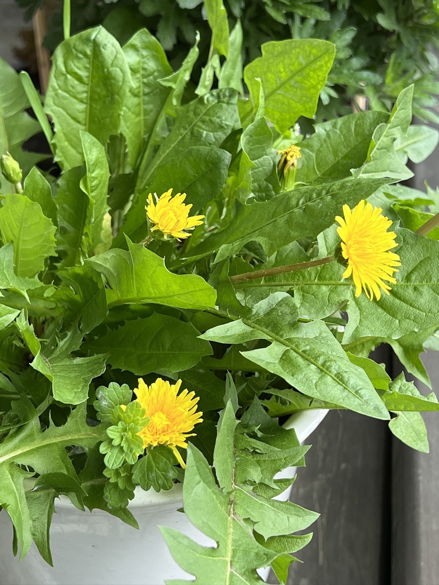 春の恒例たんぽぽコレクション。｜Ms'HIRO