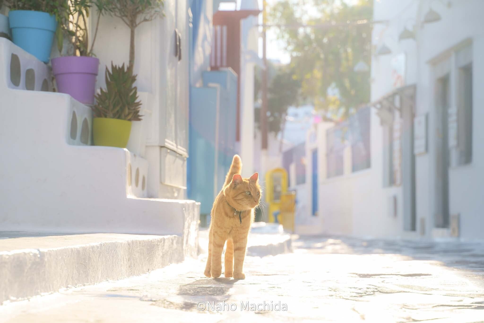 猫に会いに、世界を旅する 03｜ギリシャ・ミコノス島（2019年）ー風車