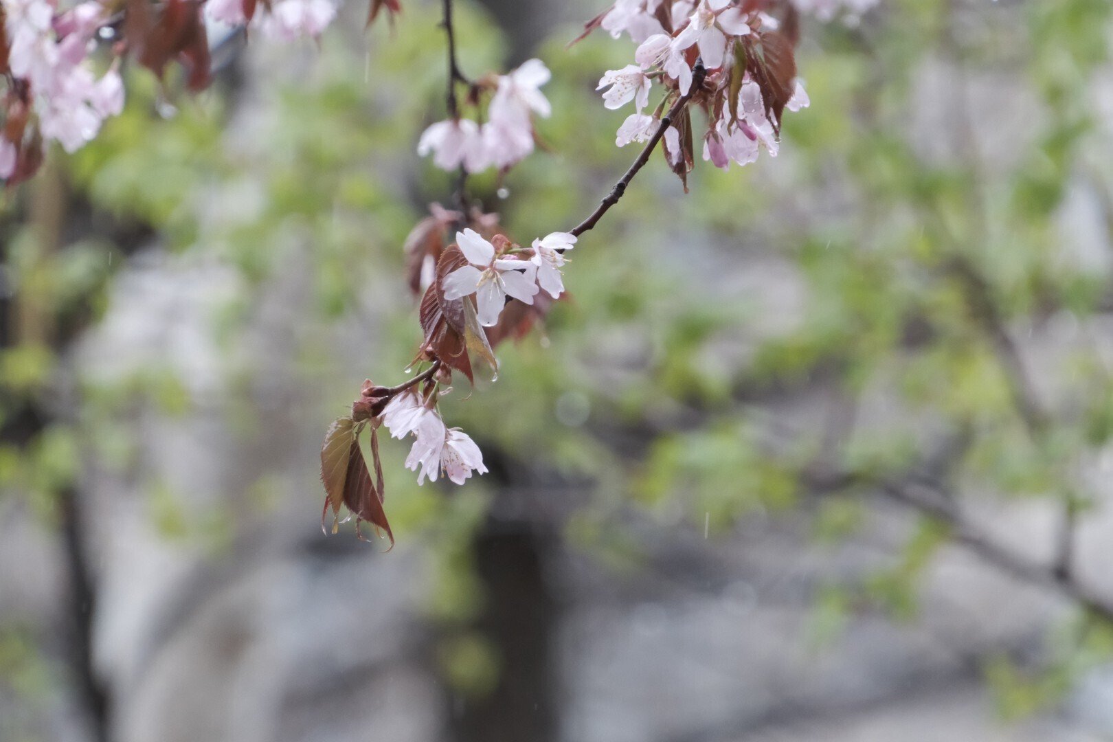 X-T5】桜がやってきた（その4）、そして気になるあのレンズ｜No.54