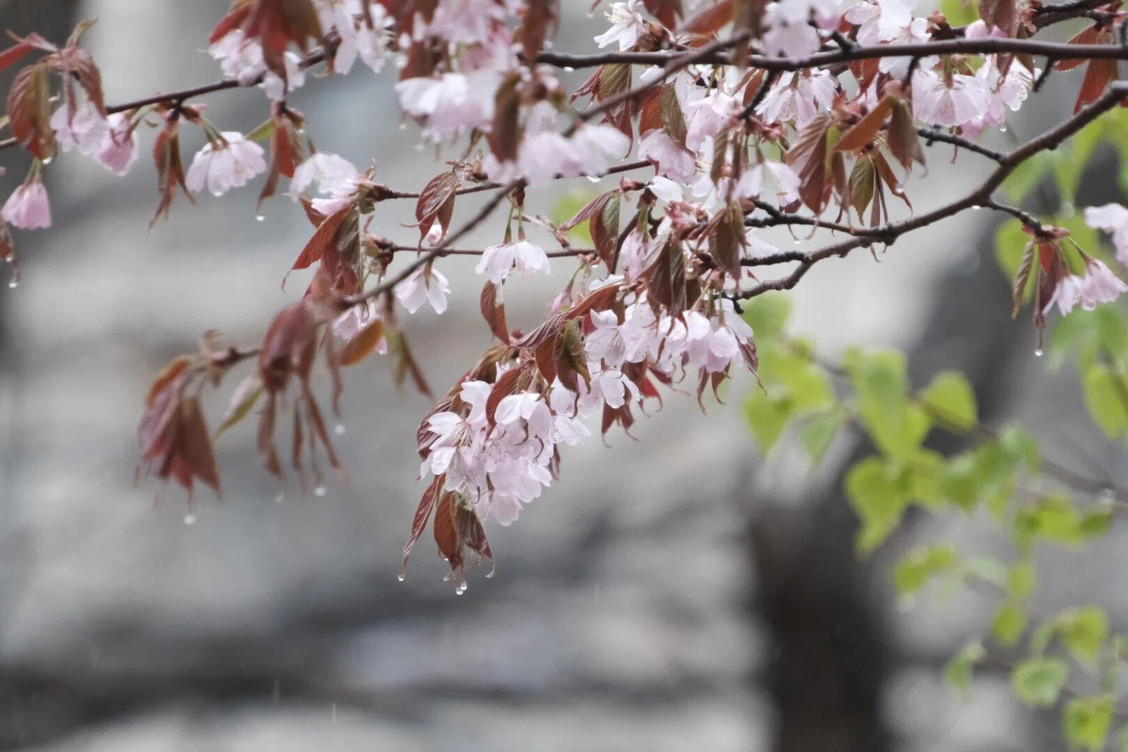 X-T5】桜がやってきた（その4）、そして気になるあのレンズ｜No.54
