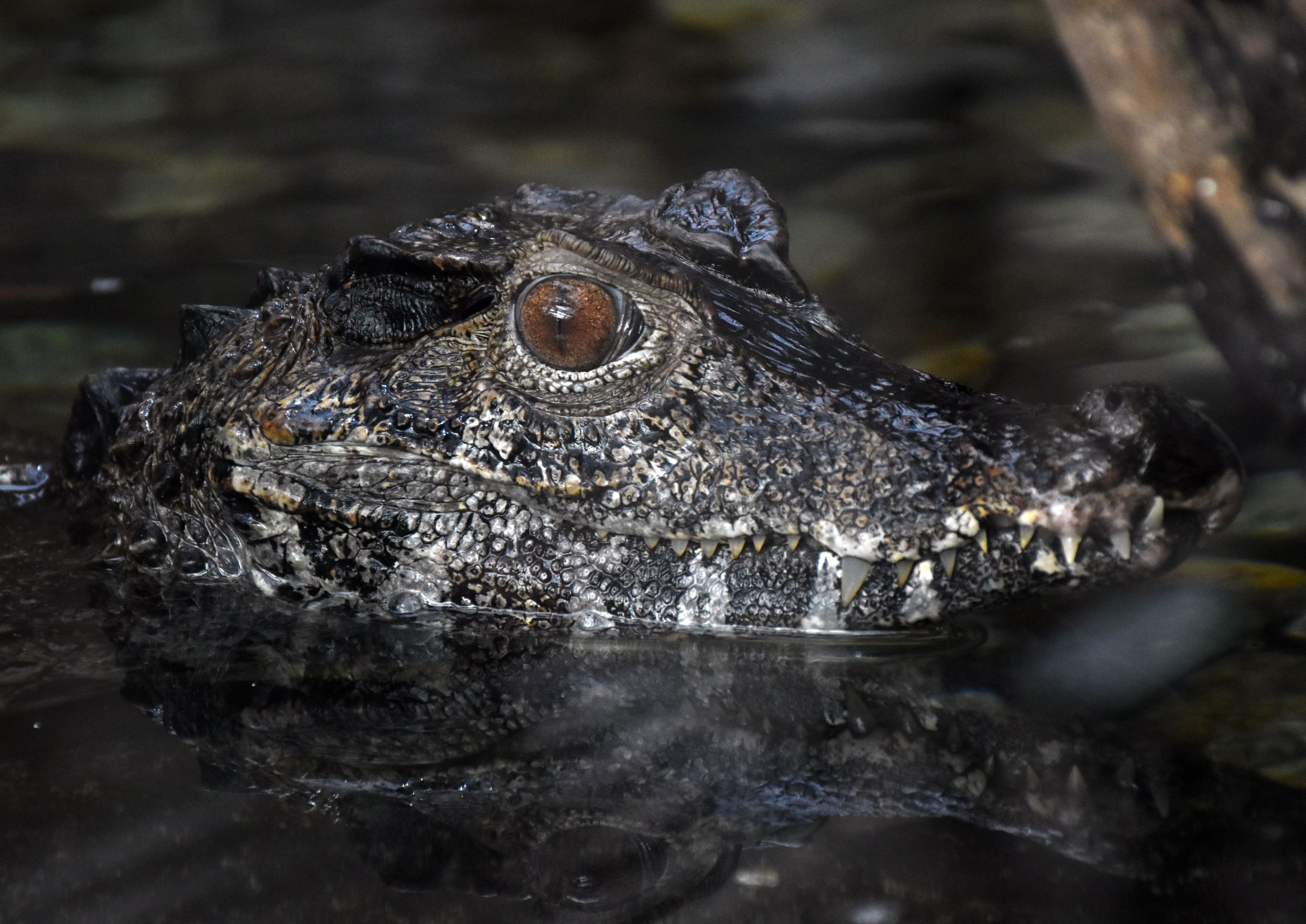 ブラジルカイマン＠ワニ目アリゲーター科｜hirahiranote