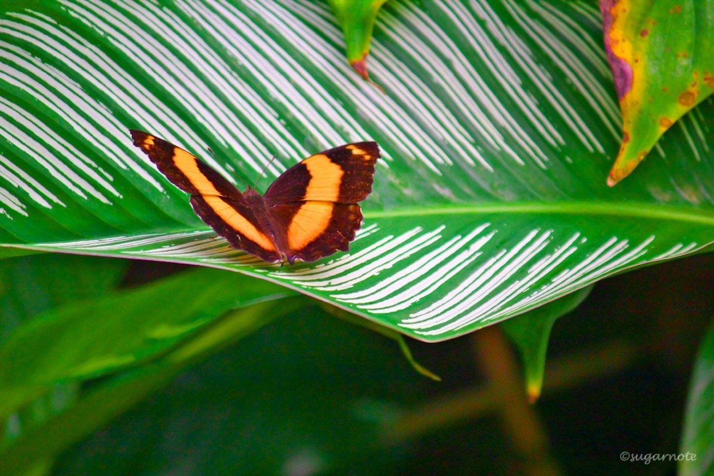 幸運の青い蝶、ユリシスに会いたくて｜Rui