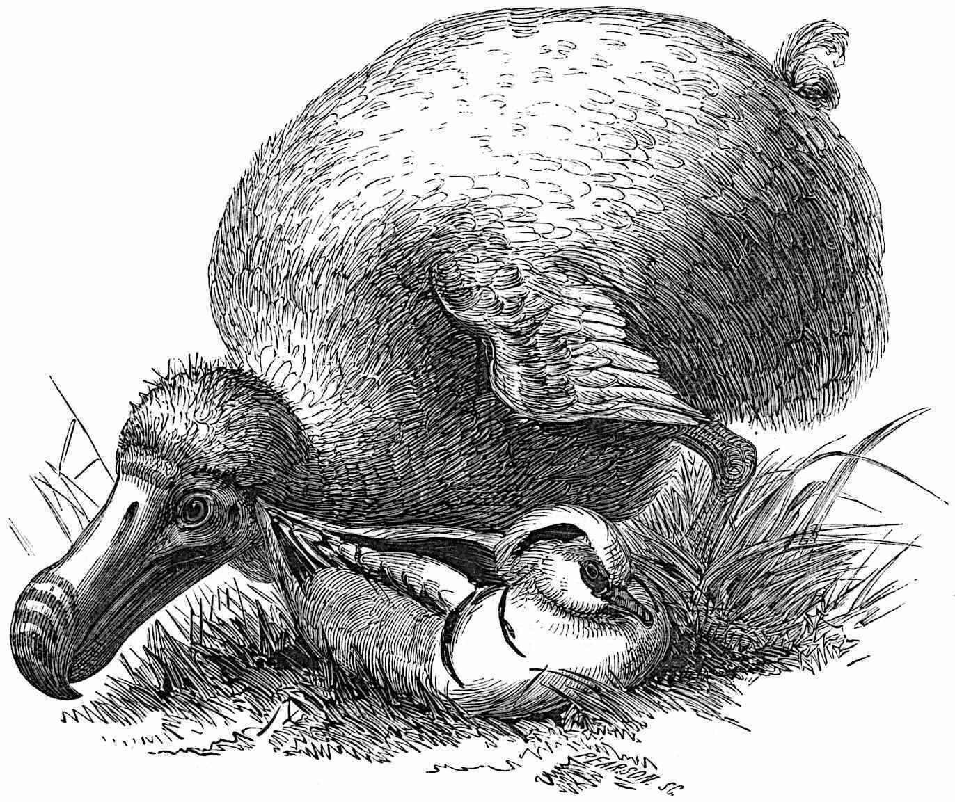 翻訳】『ドードー鳥回顧録』（1866年）｜影踏丸