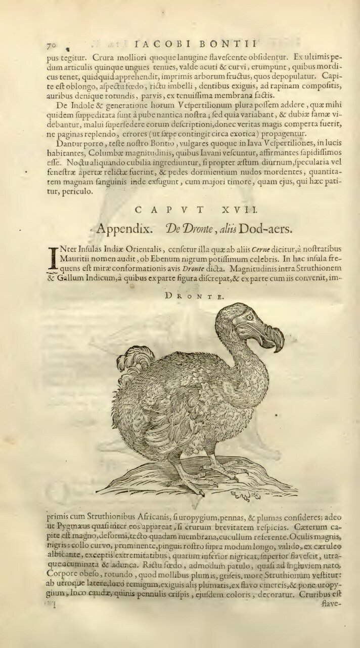 ドードー鳥の飼育 ドードー鳥の飼育 除籍 文学・小説