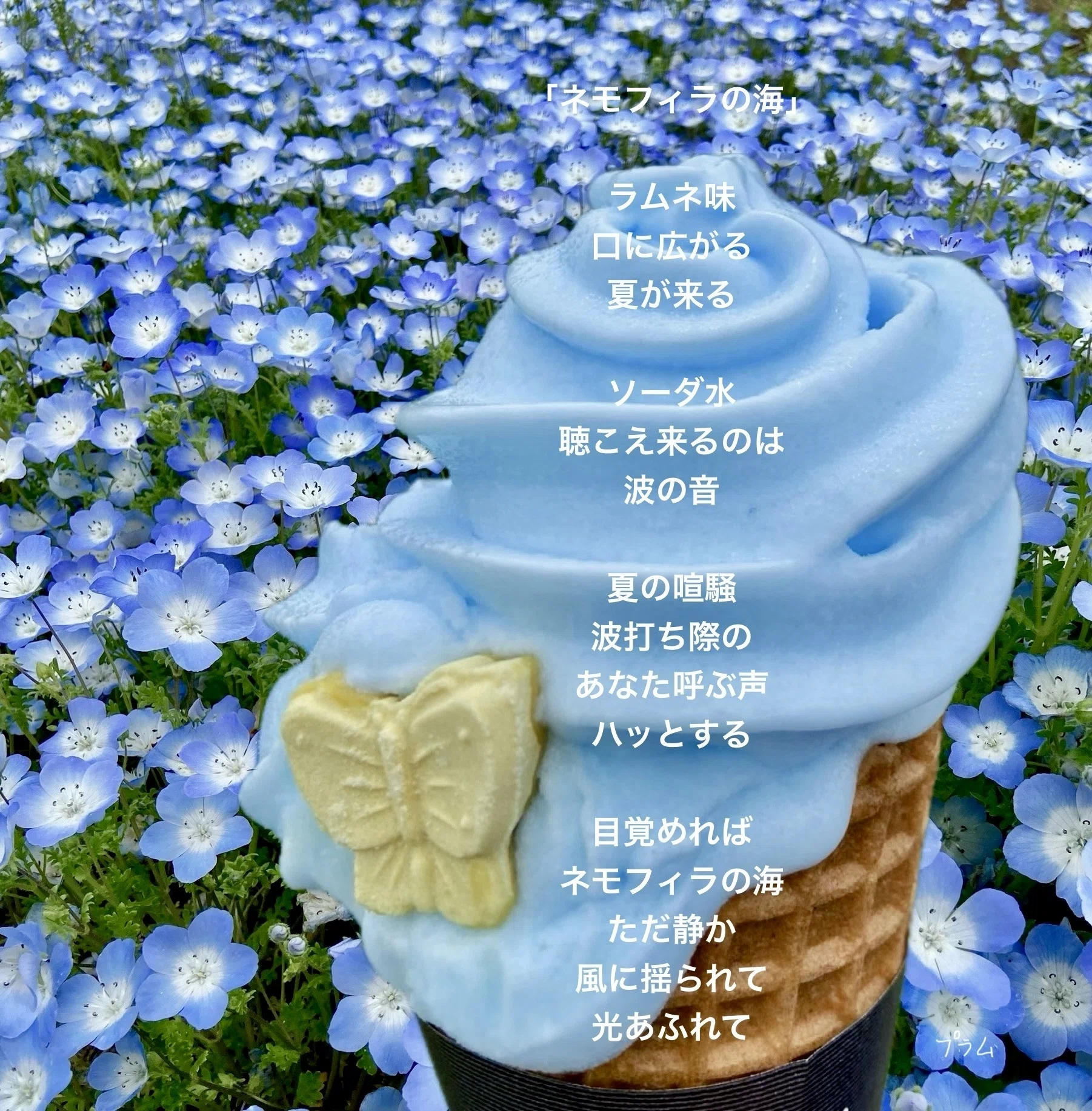 ネモフィラの海】(フォトポエム64) ｜プラム