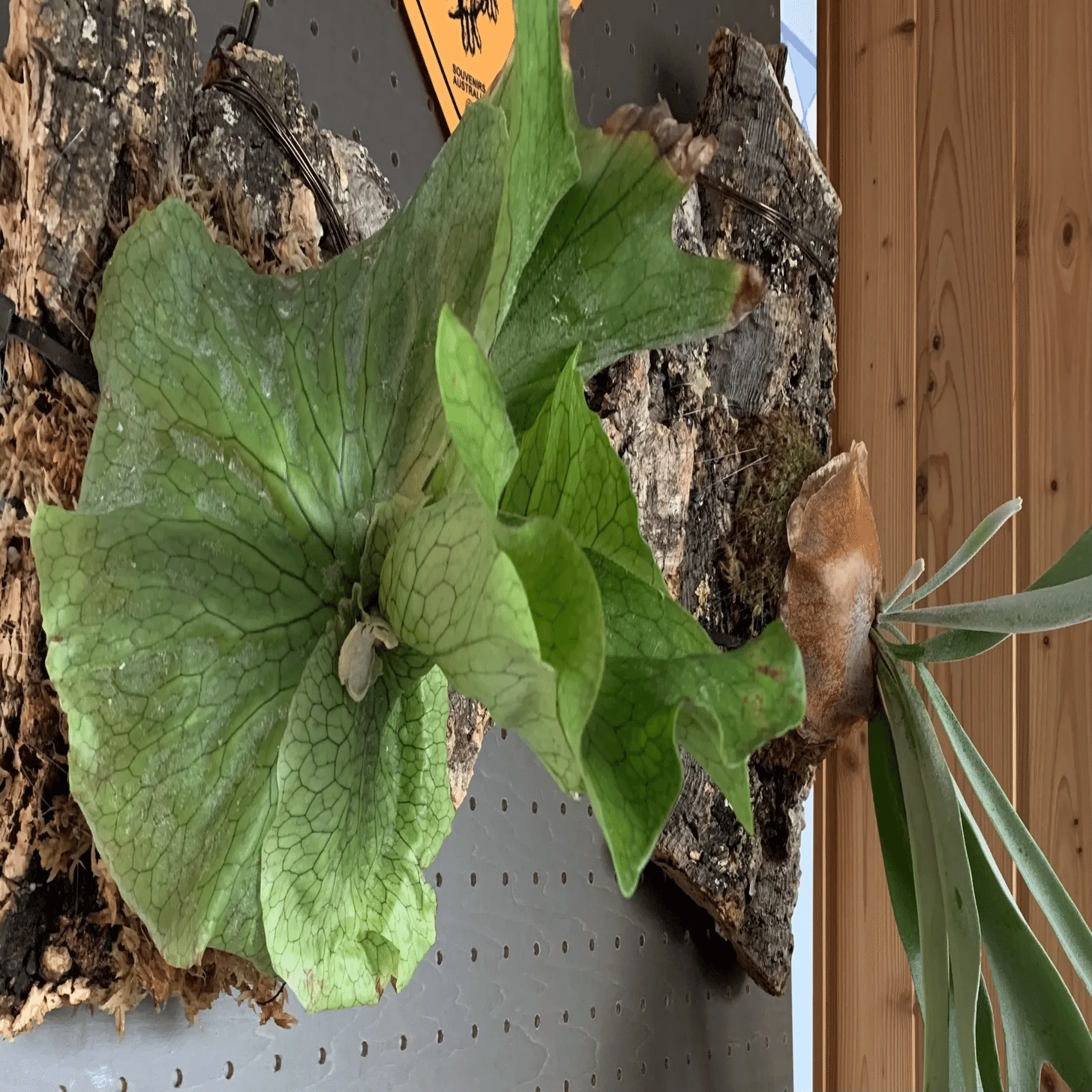 ビカクシダ・アルシコルネ板付してみた｜カズナカナ