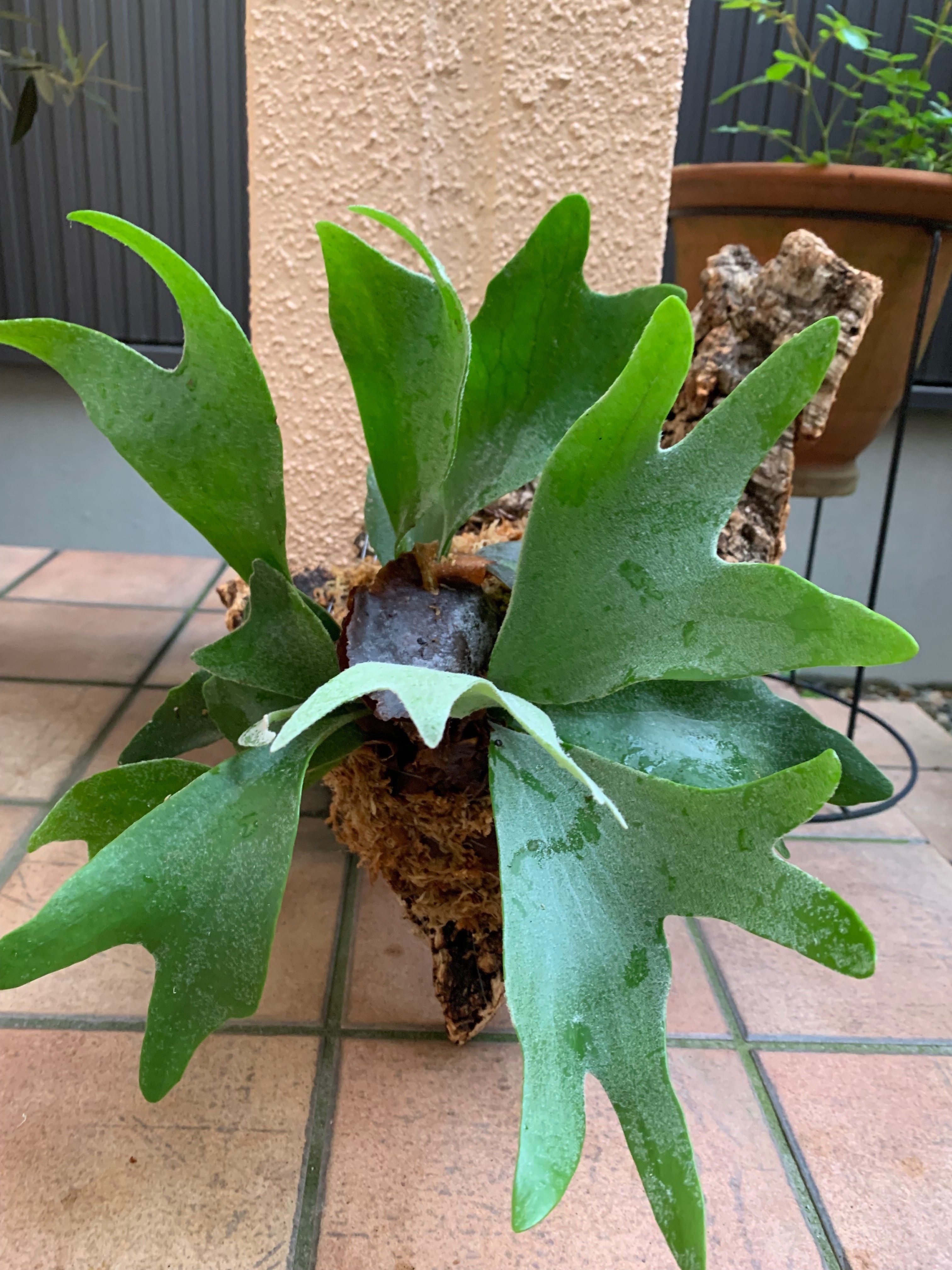 ビカクシダ・アルシコルネ板付してみた｜カズナカナ