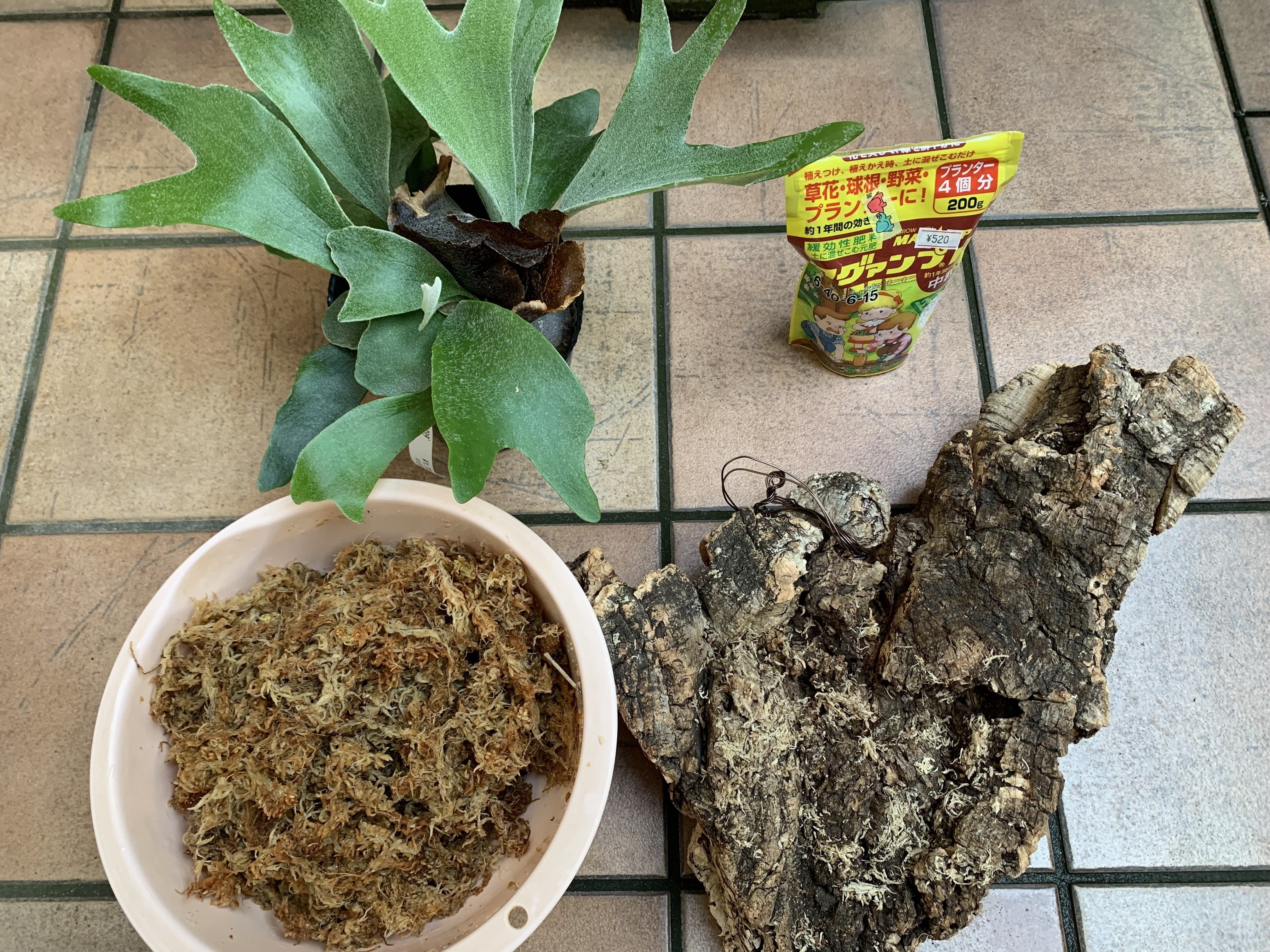 ビカクシダ・アルシコルネ板付してみた｜カズナカナ