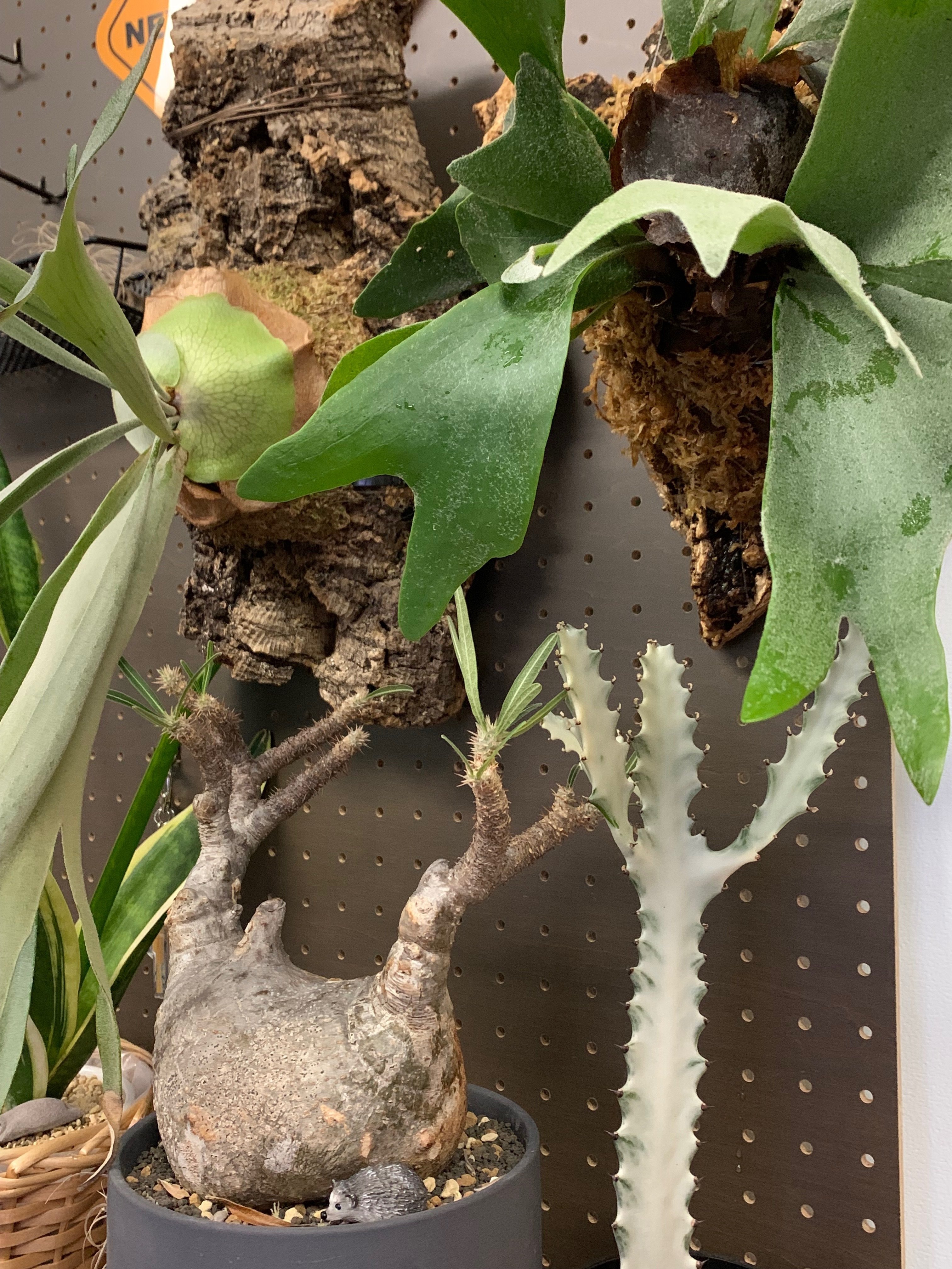 ビカクシダ・アルシコルネ板付してみた｜カズナカナ