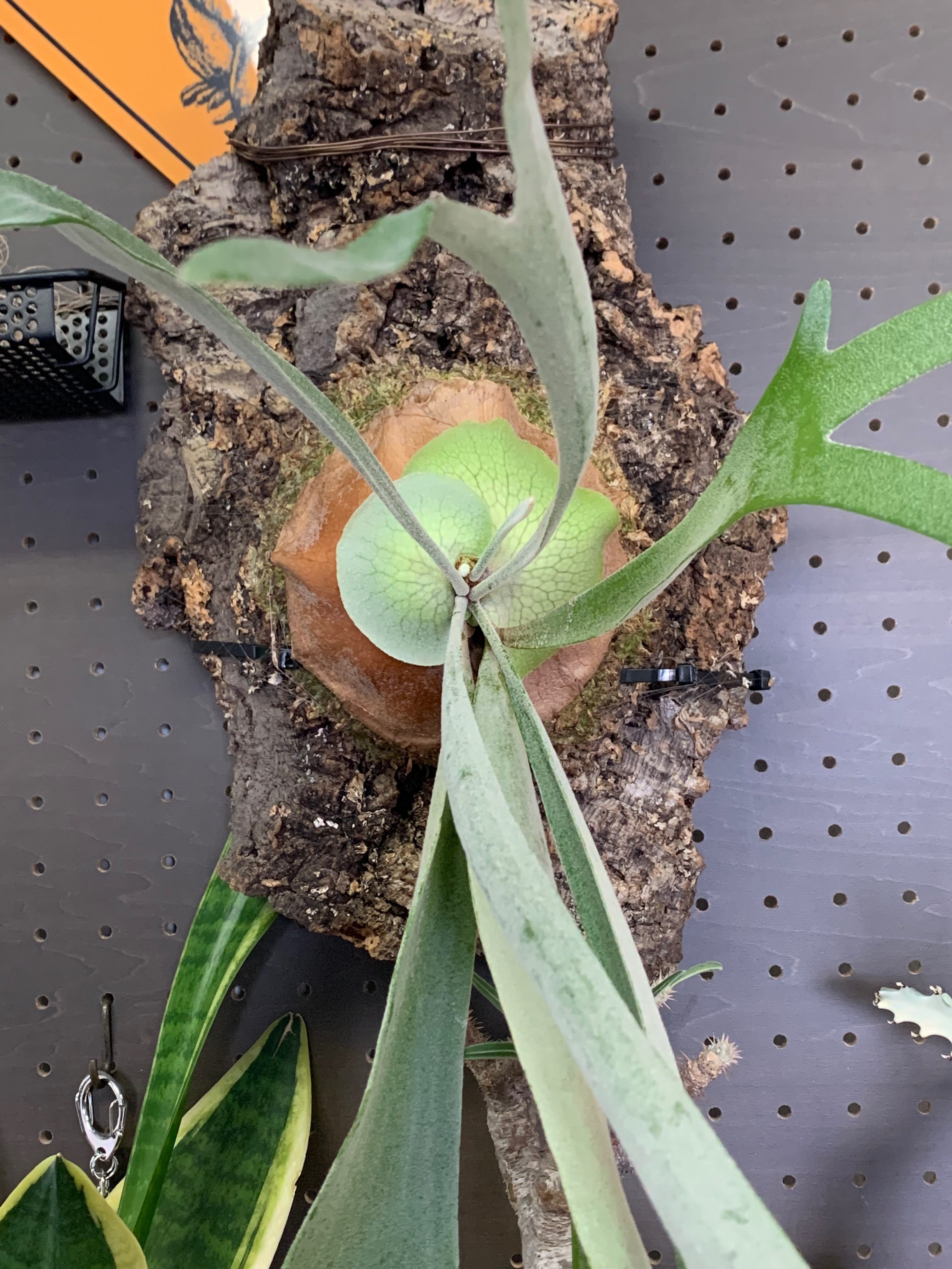 ビカクシダ アルシコルネ 大株 ビカクシダ Alcicorne Gorgon