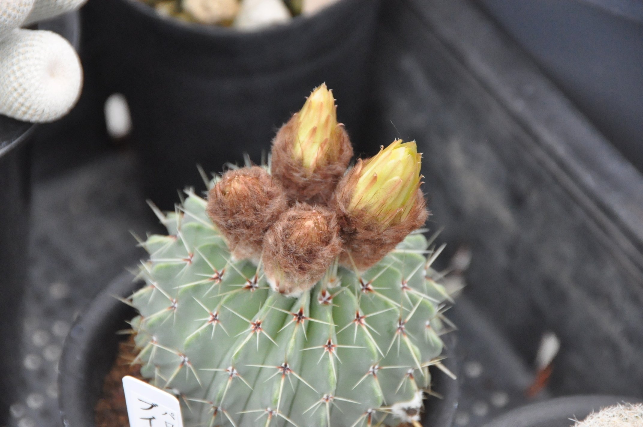 サボテンの花 再び｜KKGREEN