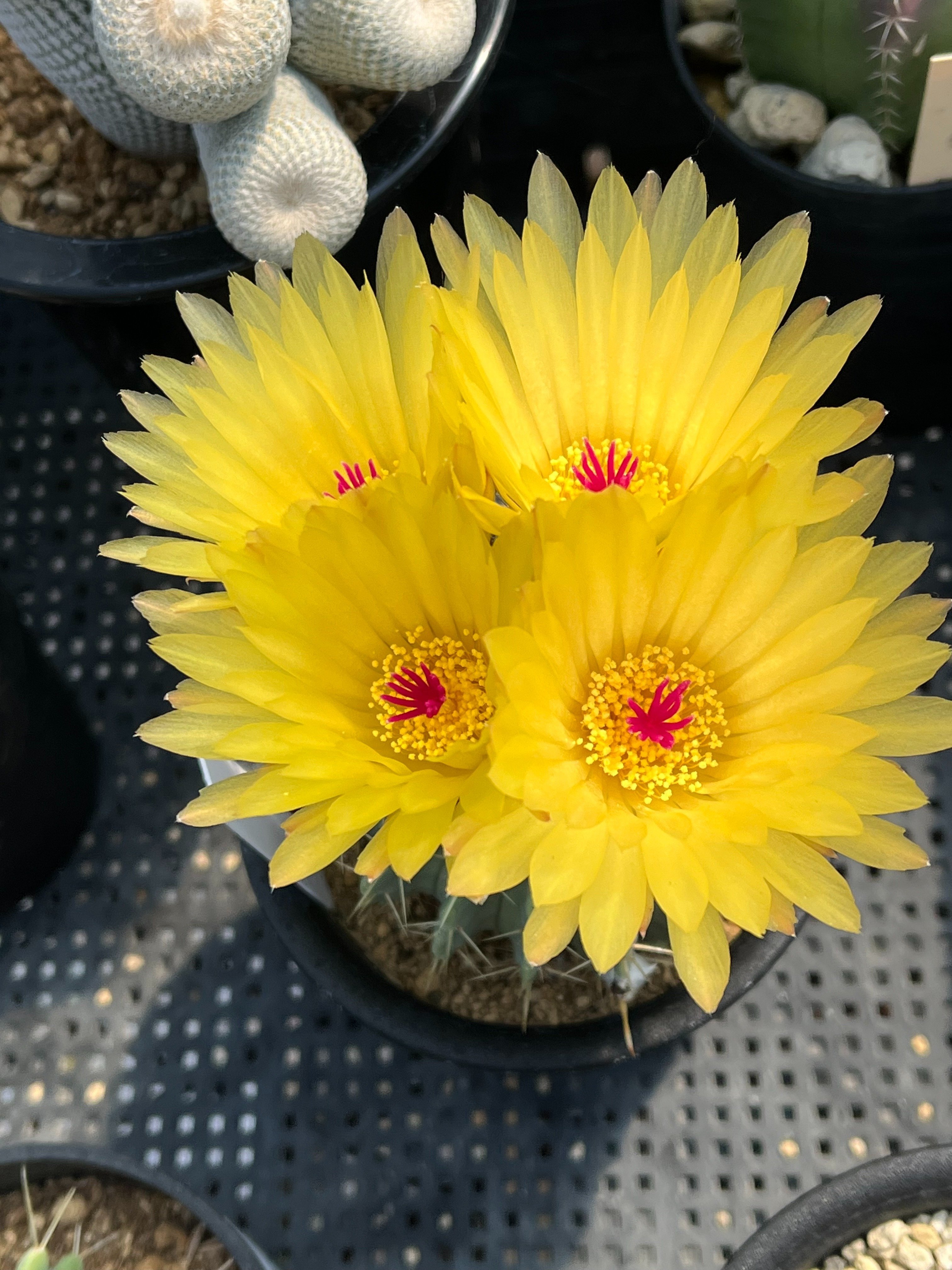 サボテンの花 再び｜KKGREEN