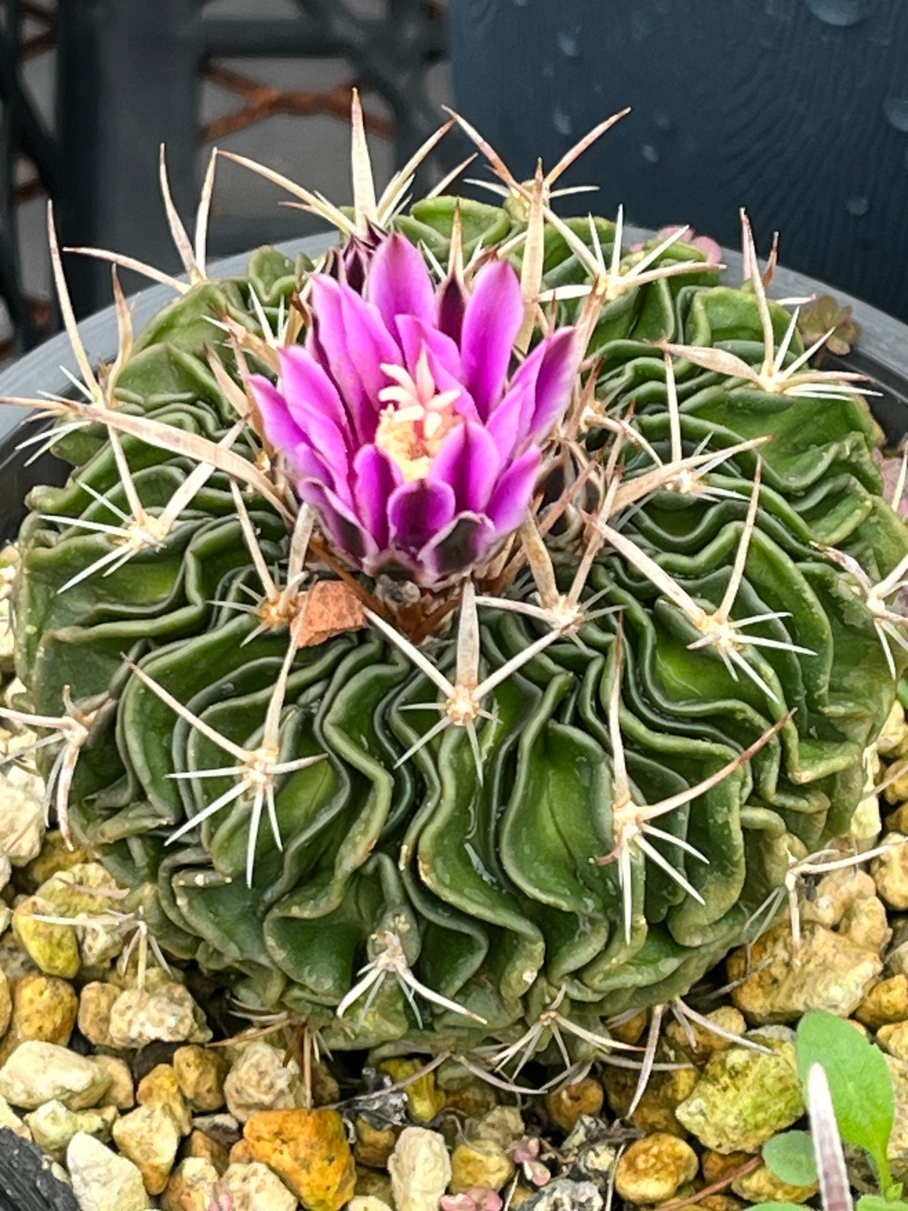 現品　花サボテン　FX　　大きめ Brown. ブラウン 柱サボテン ポット 76 観葉植物 サボテン造花 リアル