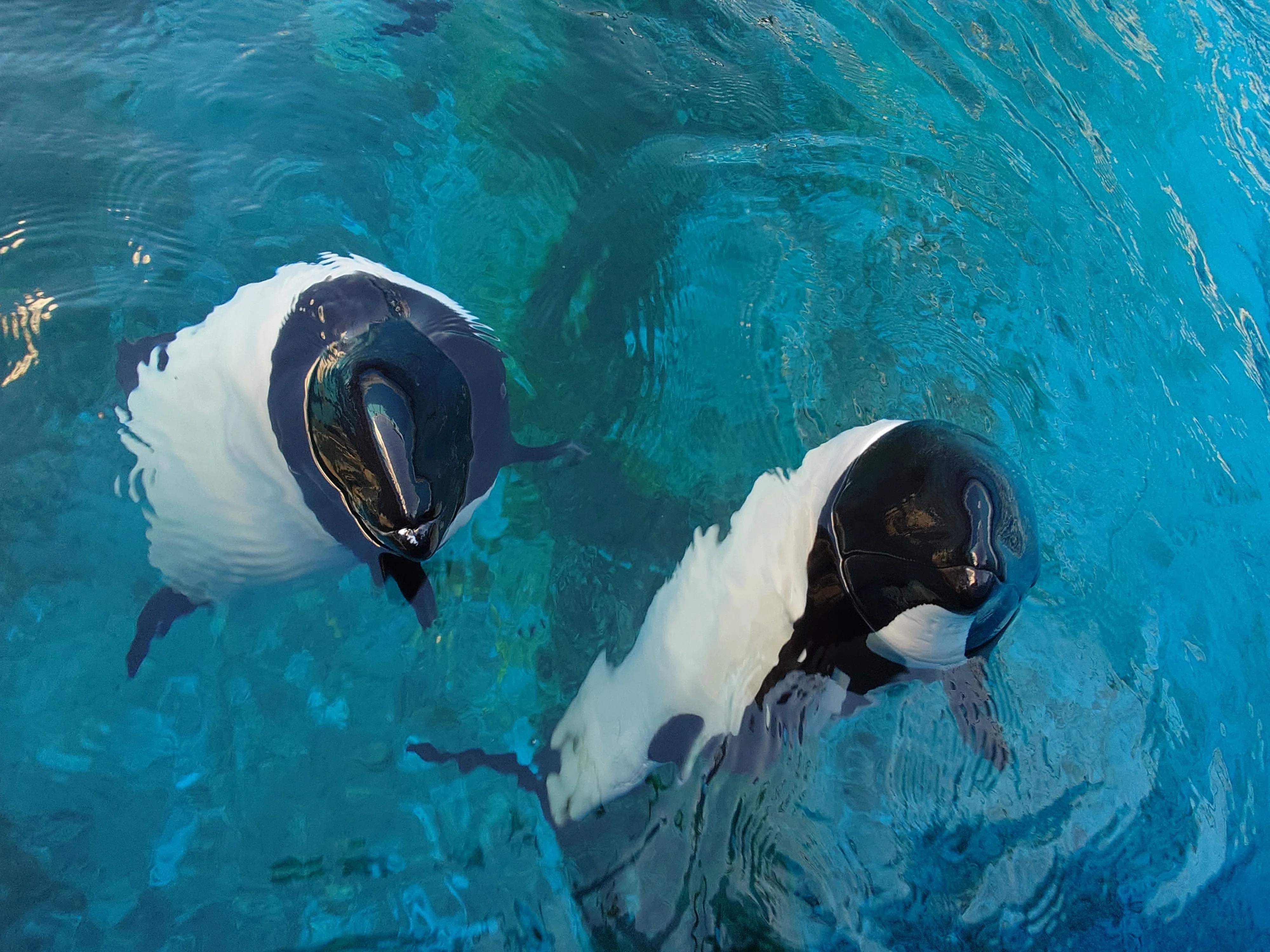 イロワケイルカセーラ妊娠に関するお知らせ｜仙台うみの杜水族館