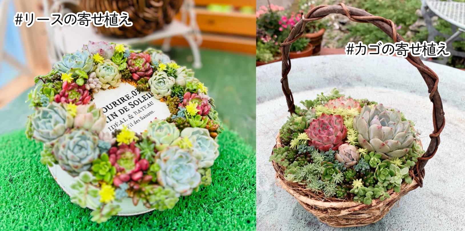 多肉植物 寄せ植えの一例｜K's Fun Garden