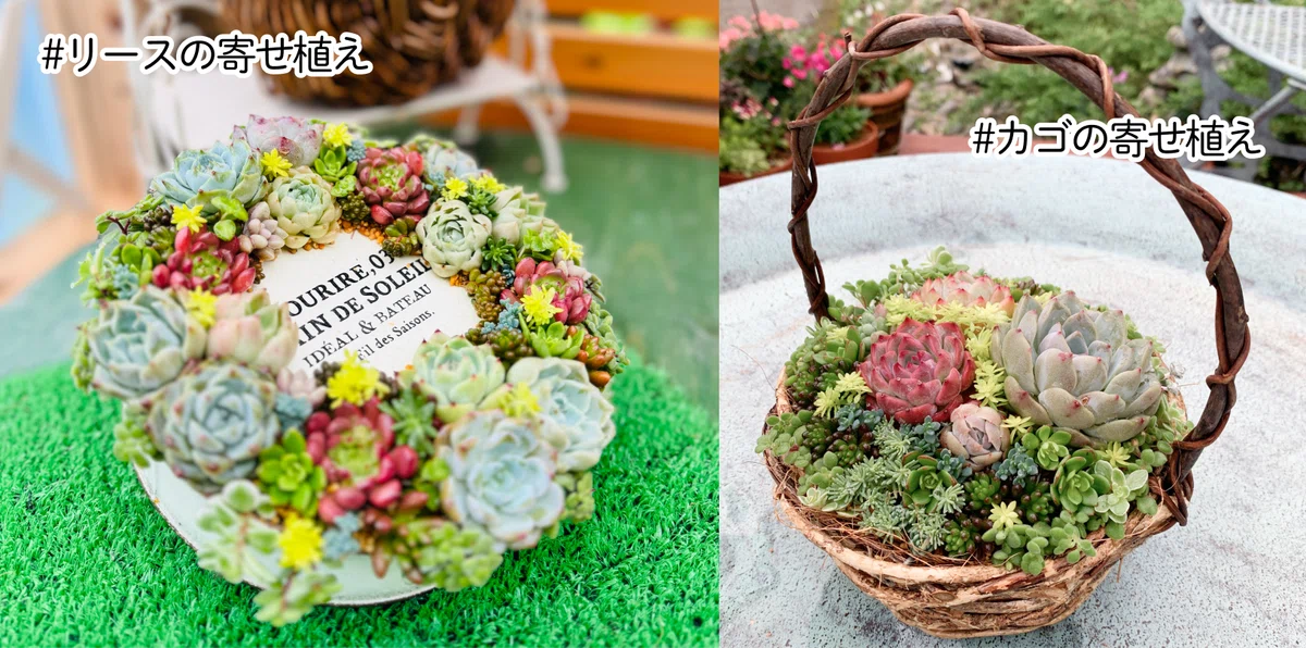 多肉植物 寄せ植えの一例｜K's Fun Garden