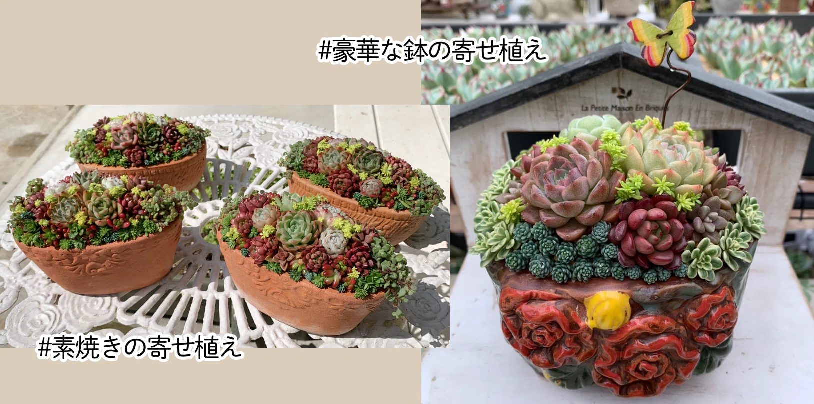 多肉植物 寄せ植えの一例｜K's Fun Garden