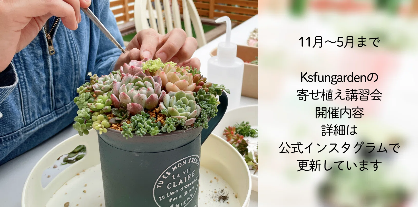 多肉植物 寄せ植えの一例｜K