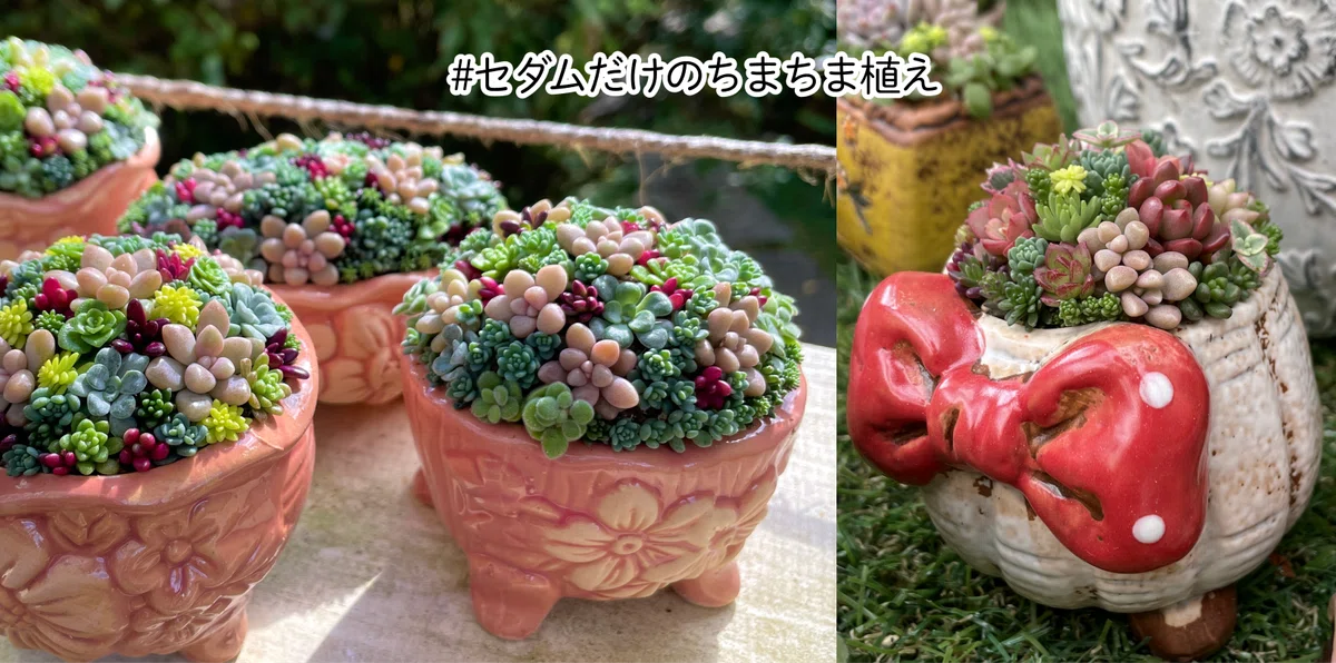 多肉植物 寄せ植えの一例｜K's Fun Garden