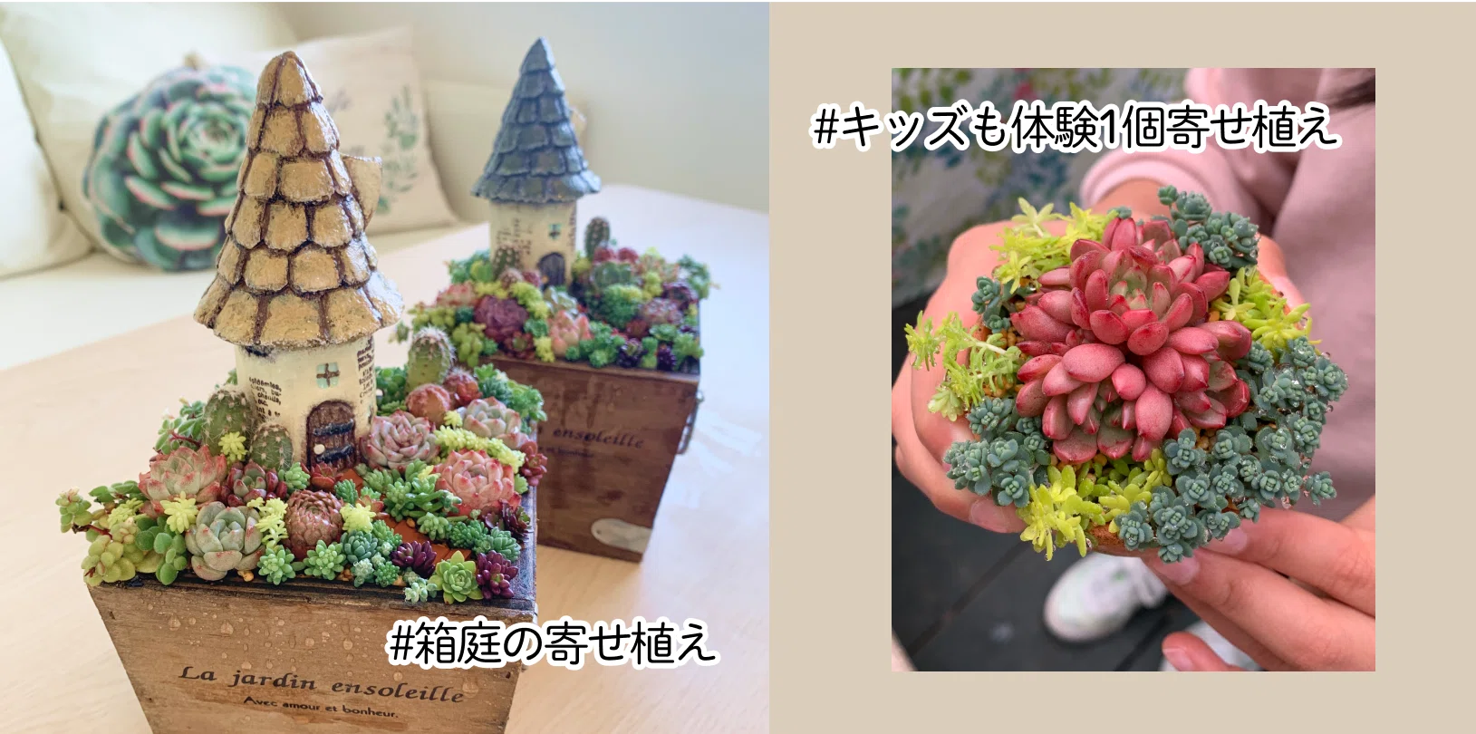 多肉植物 寄せ植えの一例｜K's Fun Garden