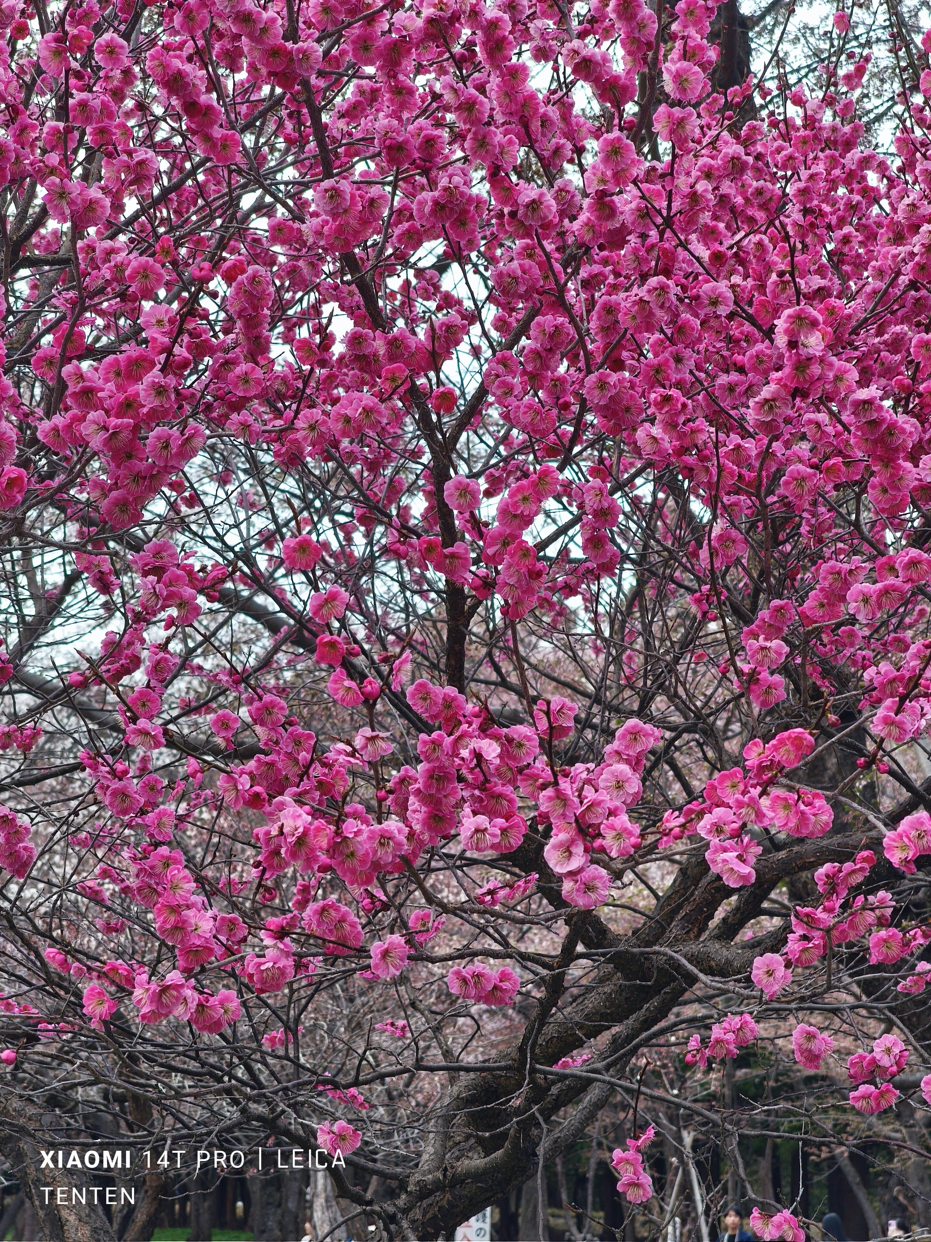北海道神宮の梅林（2025年4月27日）｜てんてん《TenTen》