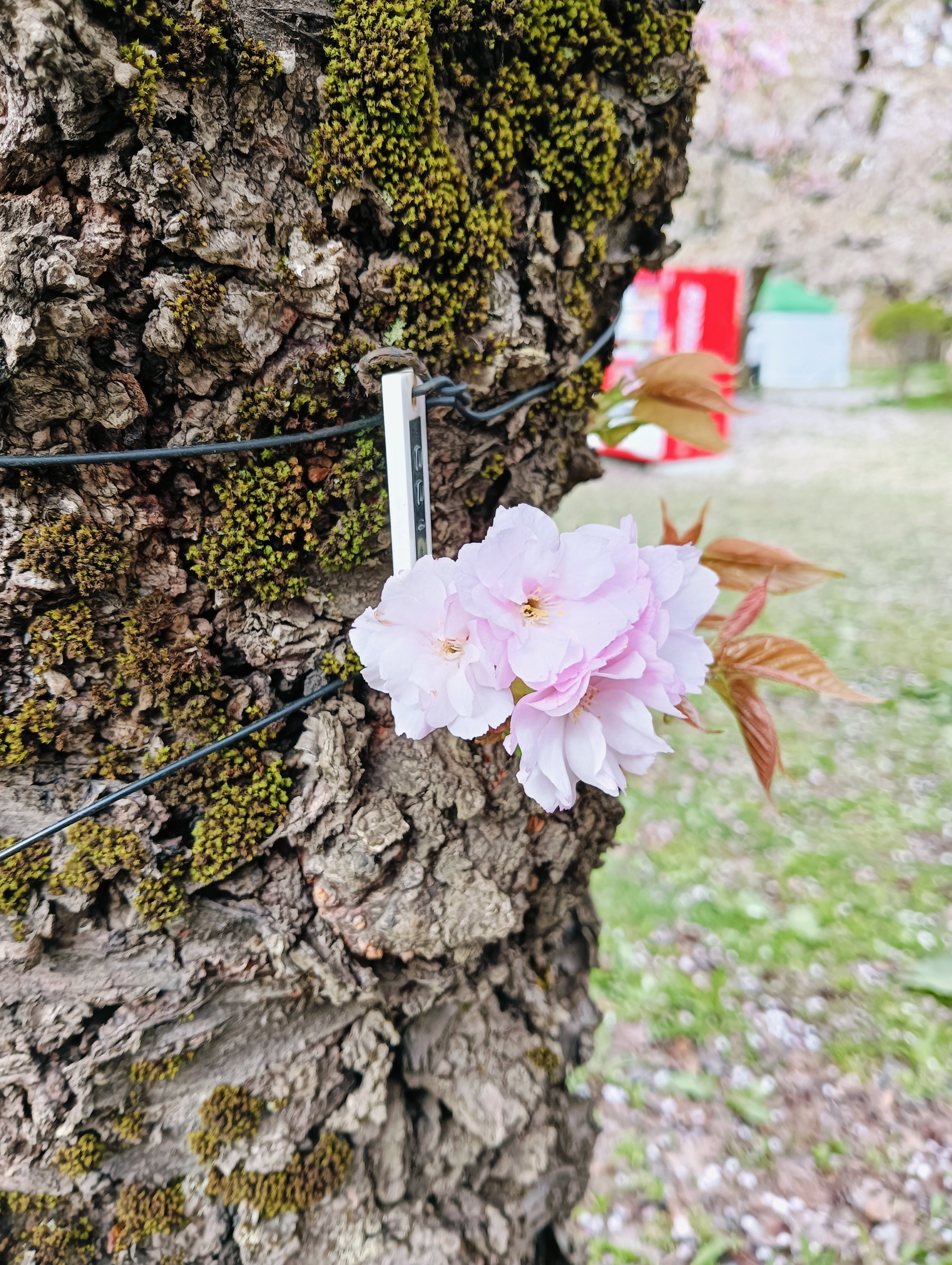 2025年の弘前さくらまつりを振り返る｜たけなみクルトン