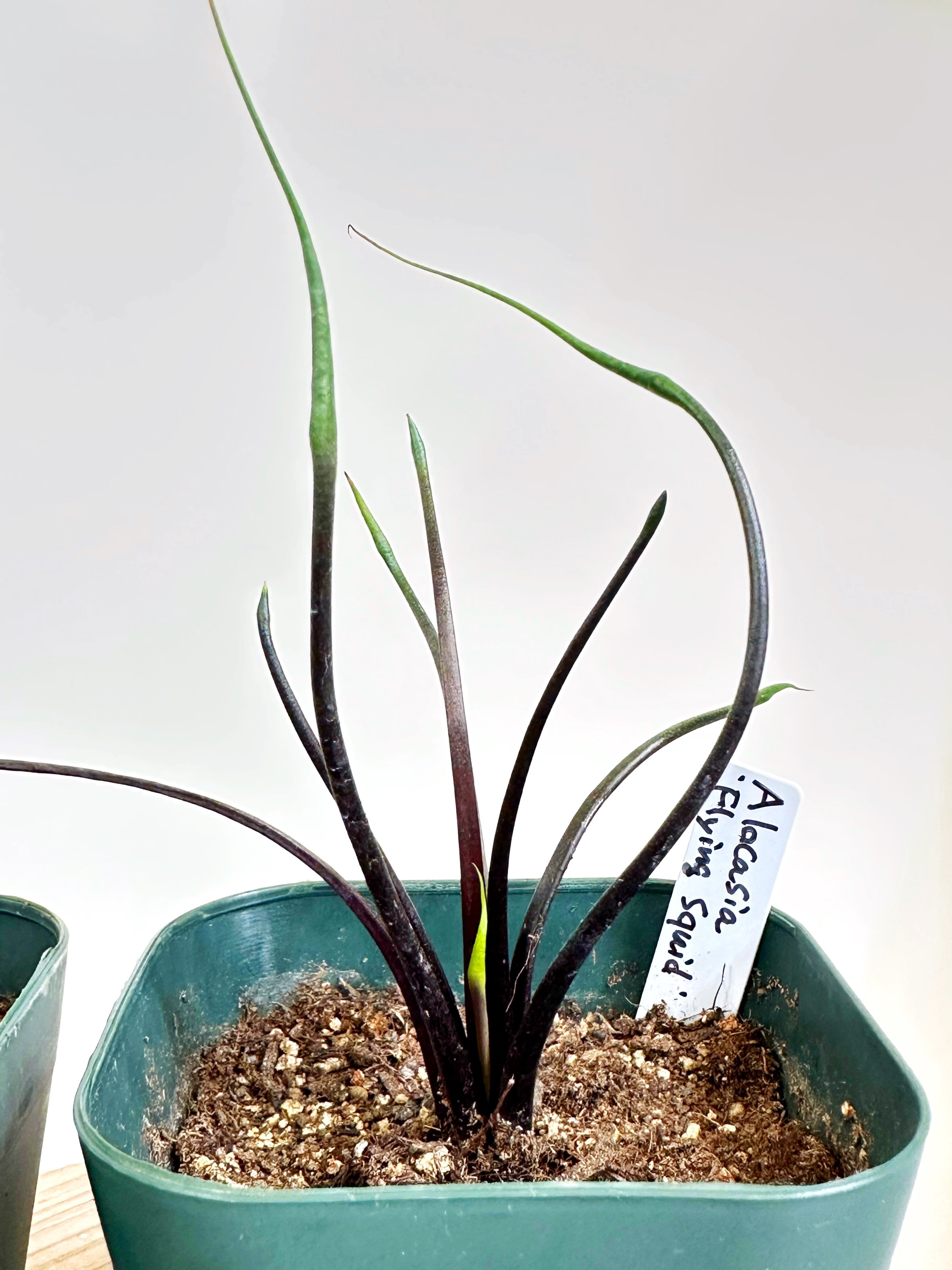 アロカシア6種　バラ売り不可 葉っぱが個性的なアロカシア入荷です。 | ブログ | 観葉植物の