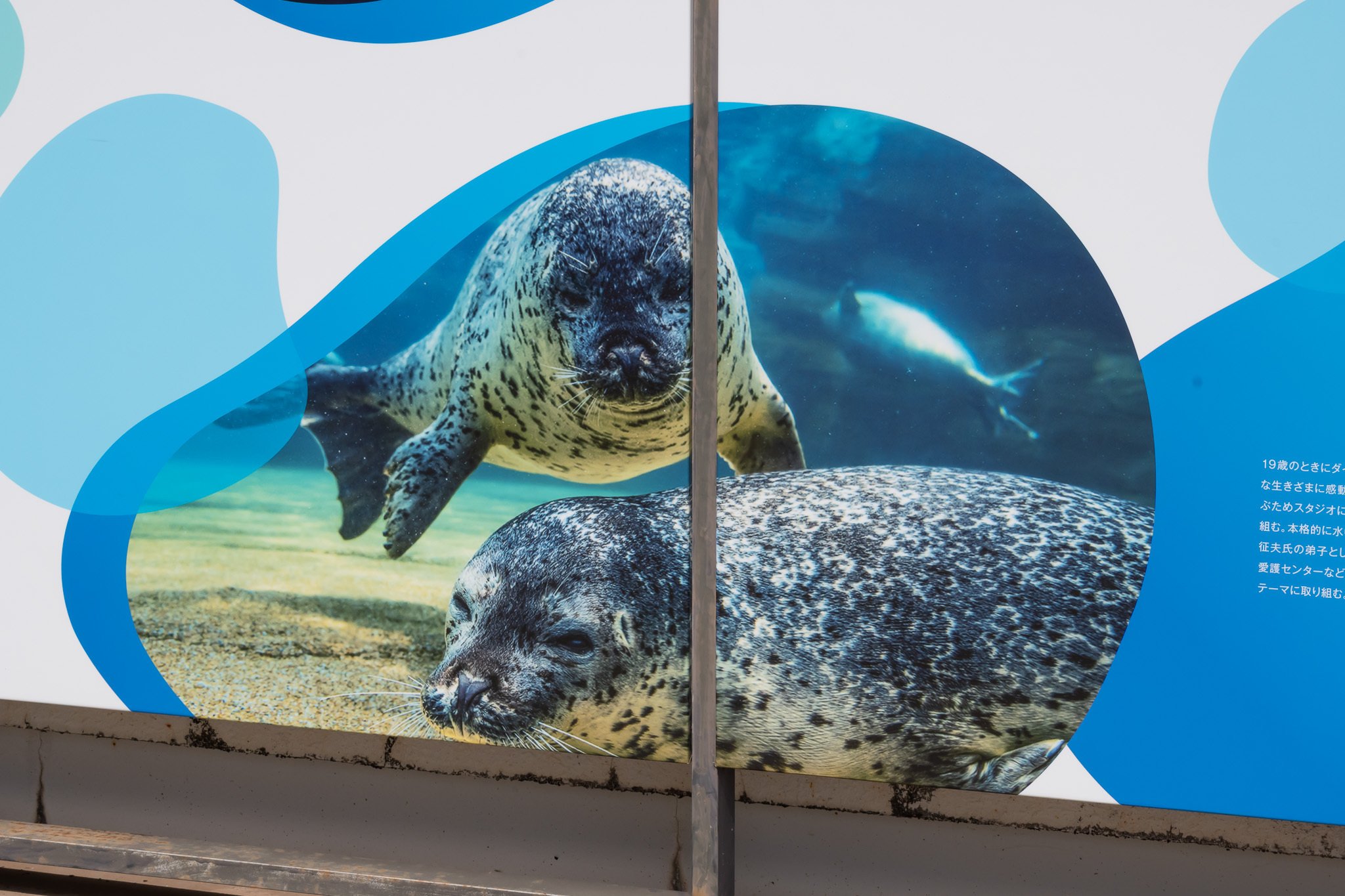 日本のアザラシ探訪記⑪鴨川シーワールド（千葉）｜ヒロサキ