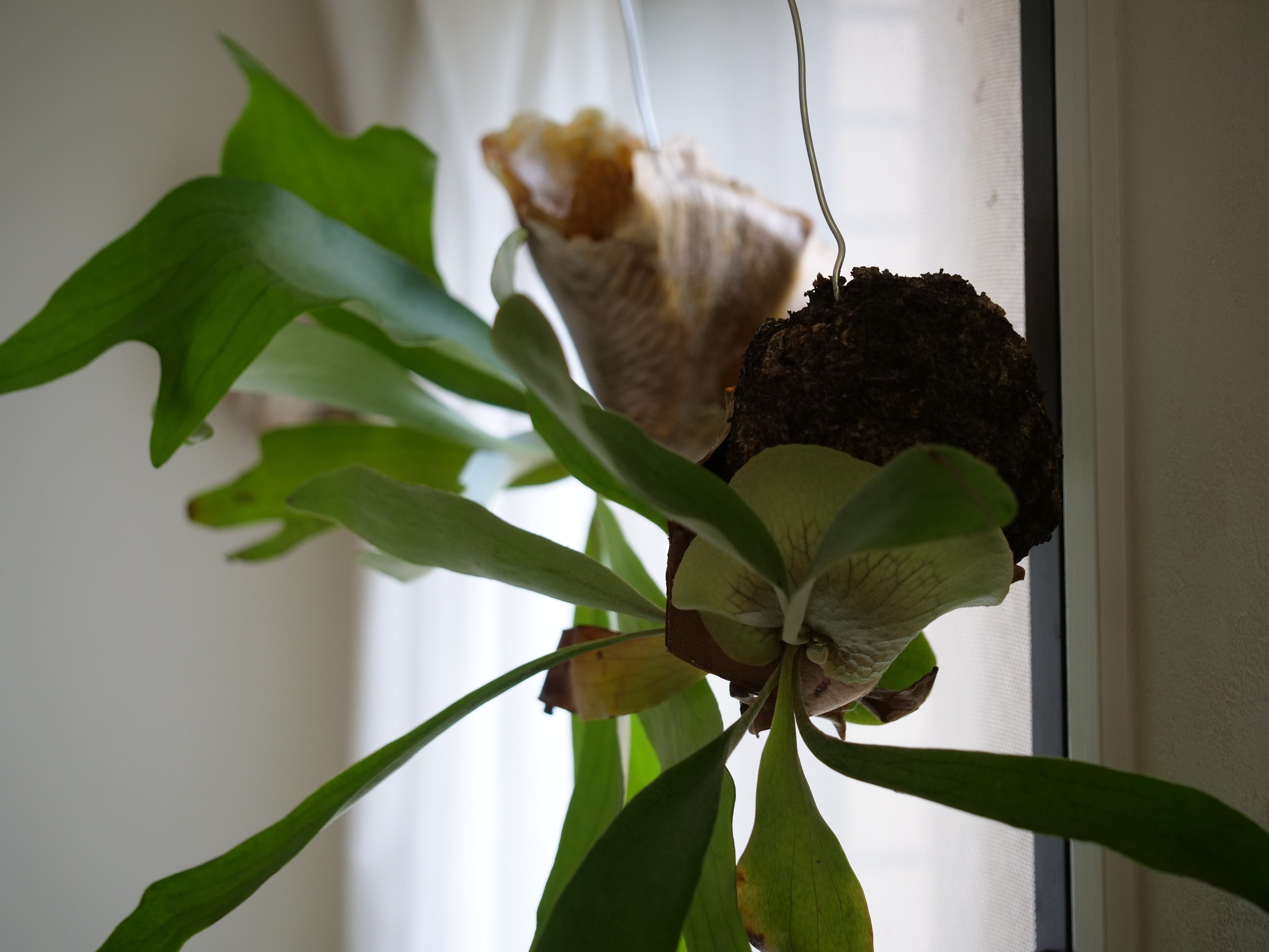 ビカクシダの苔玉解体が面倒なので苔玉のまま合体させる｜note ワタナベ