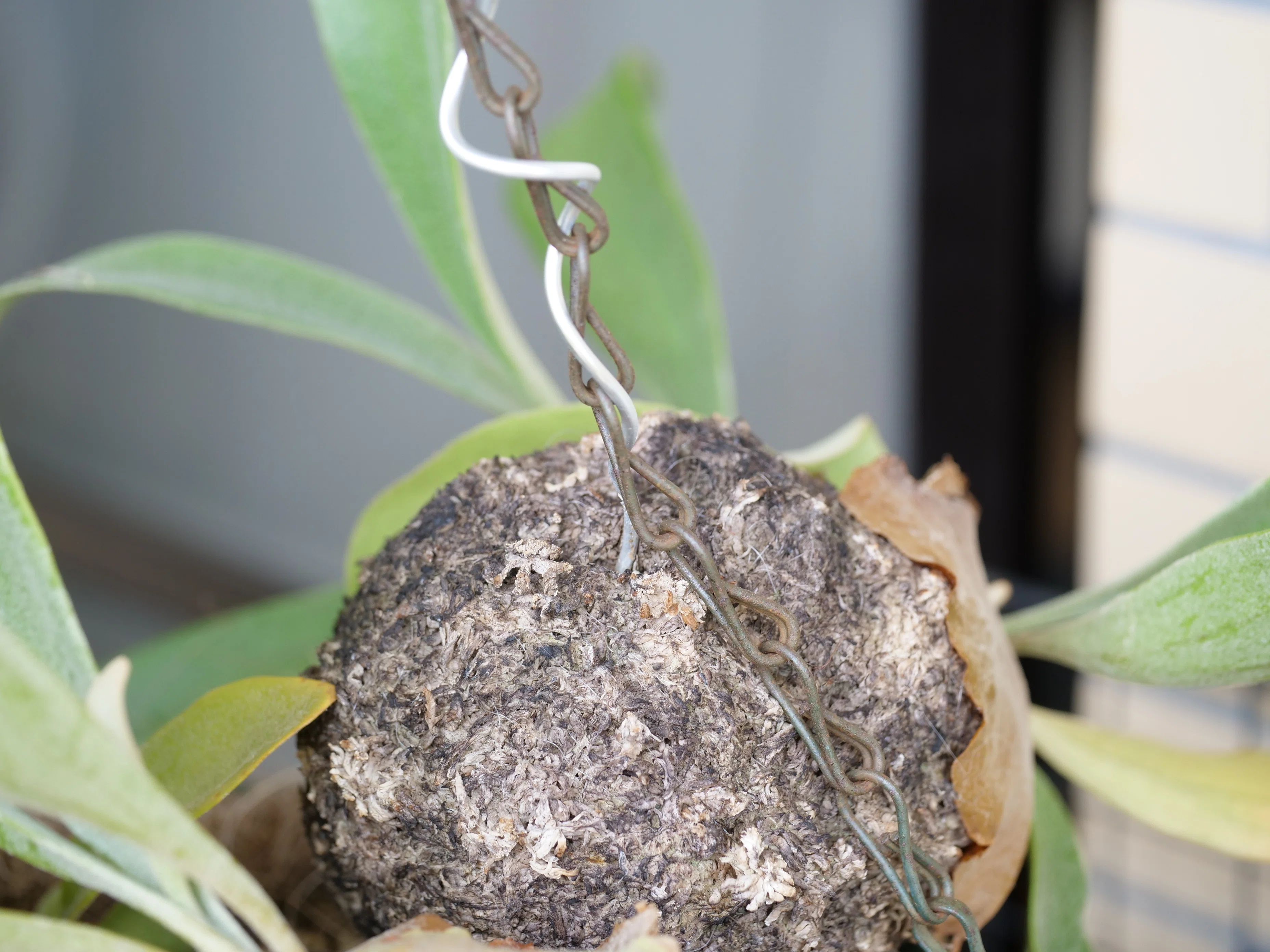 ビカクシダの苔玉解体が面倒なので苔玉のまま合体させる|note ワタナベ ビカクシダの苔玉解体が面倒なので苔玉のまま合体させる|note ワタナベ