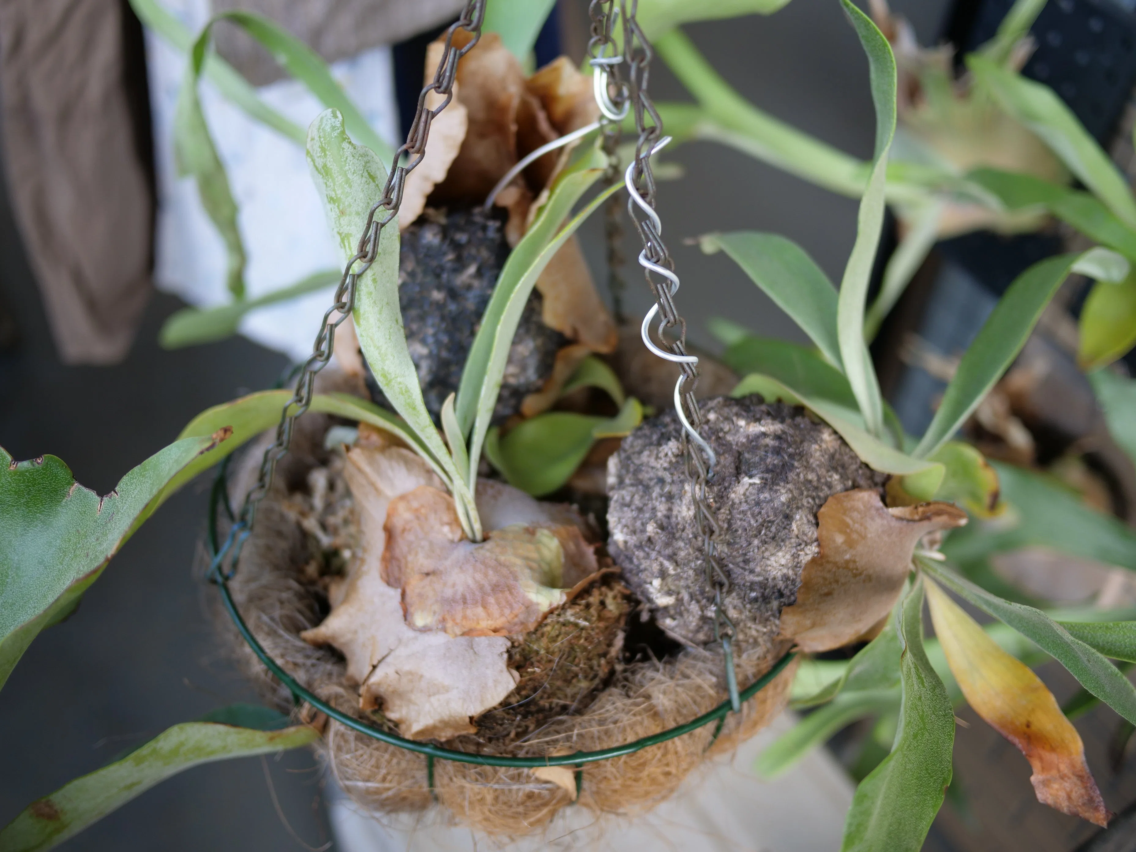 ビカクシダの苔玉解体が面倒なので苔玉のまま合体させる｜note ワタナベ