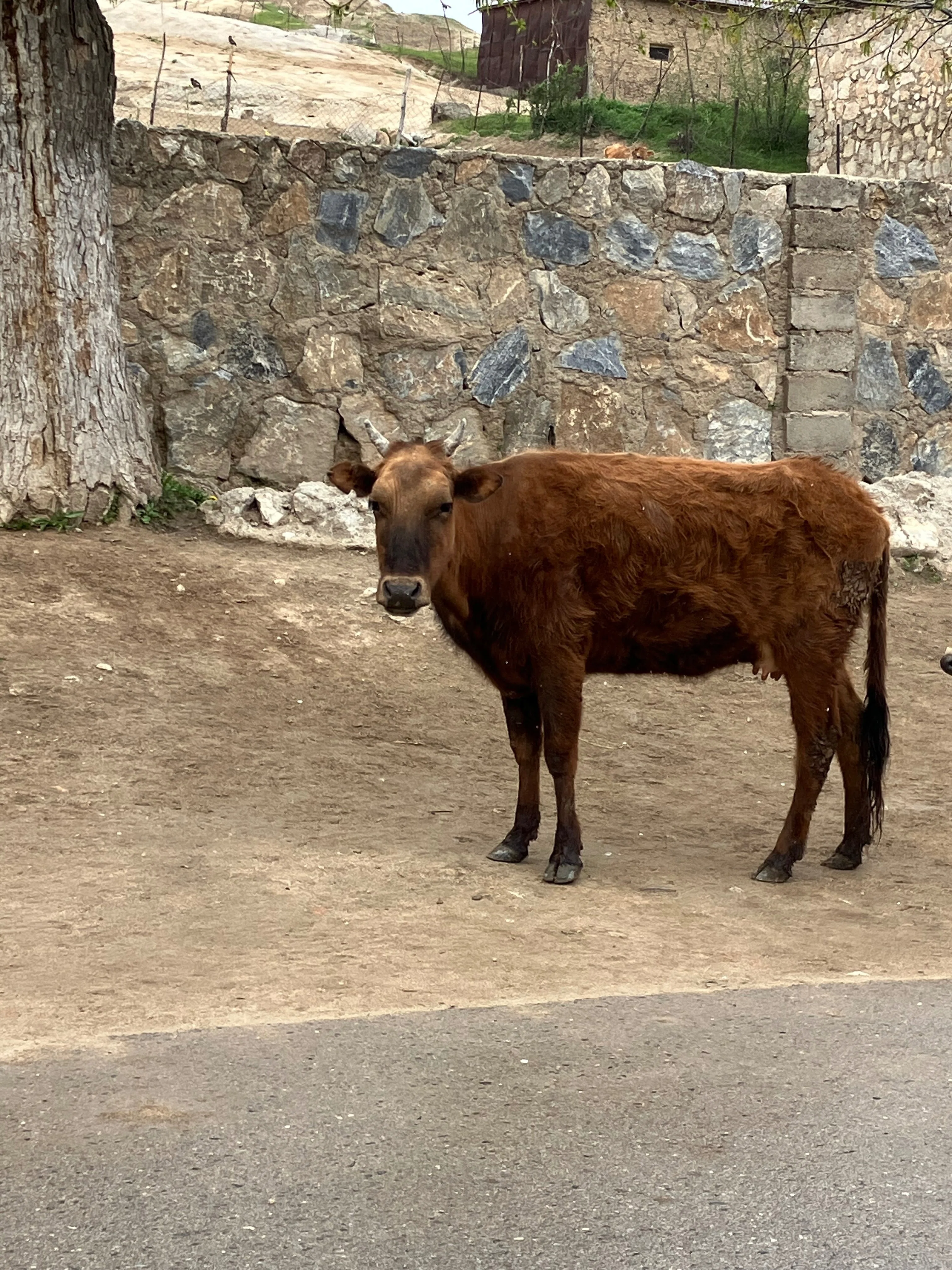 ウズベキスタン旅行19】サマルカンドから郊外の村へ｜ゆみ吉