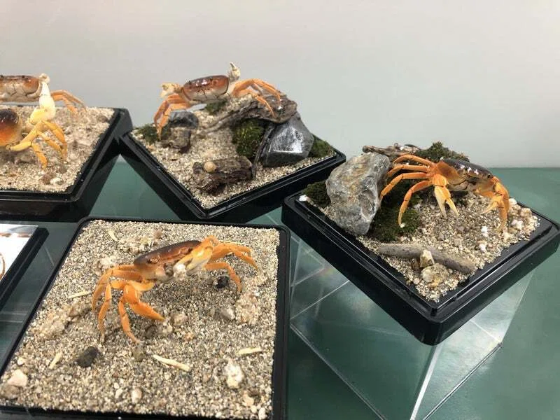 剥製ワークショップ in 倉敷市立自然史博物館｜魚道部！/ 剥製師 力石