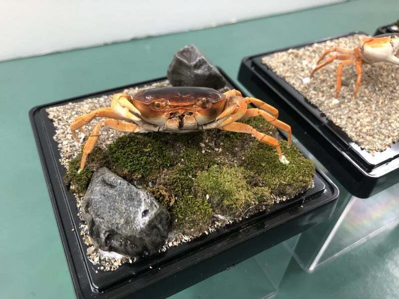 Taxidermy Workshop at Kurashiki Museum of Natural History｜魚道部