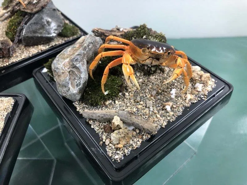 剥製ワークショップ in 倉敷市立自然史博物館｜魚道部！/ 剥製師 力石