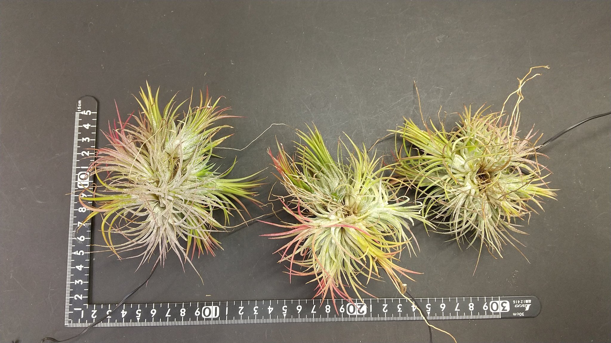 チランジア入荷リスト4/25｜NatureGarden🌿神田