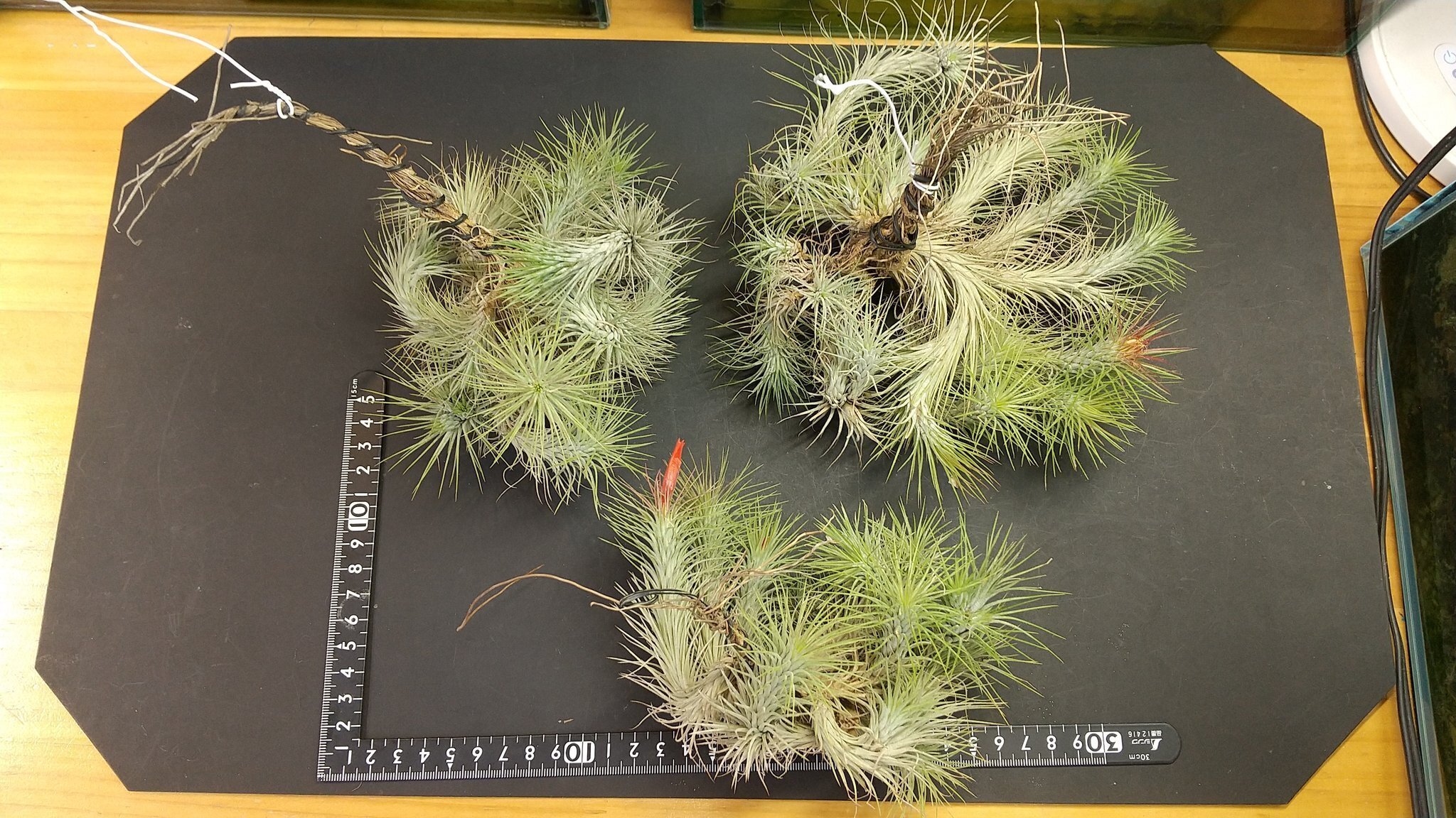 チランジア入荷リスト4/25｜NatureGarden🌿神田