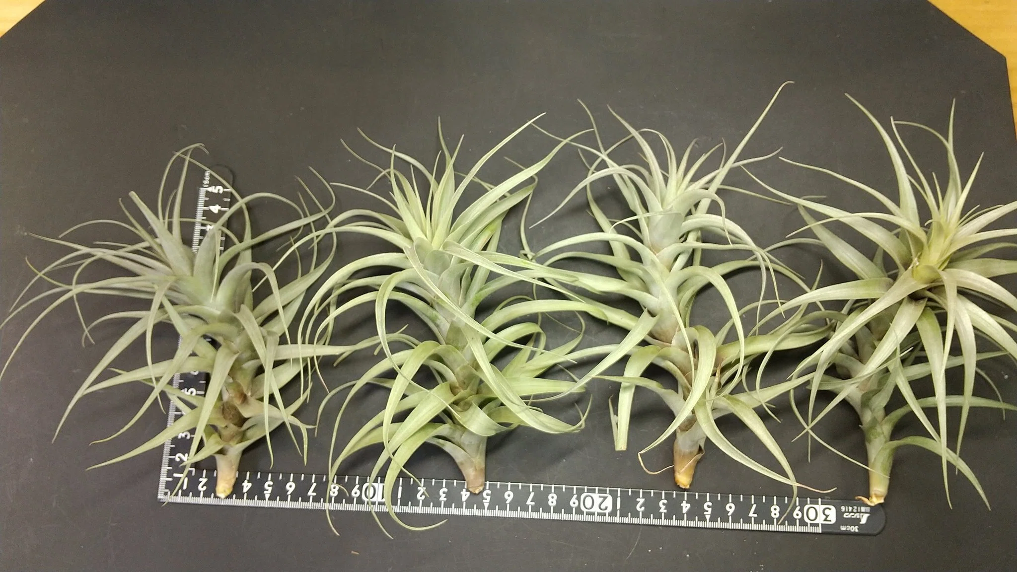 チランジア入荷リスト4/25｜NatureGarden🌿神田