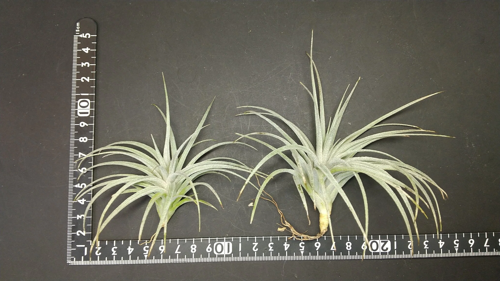 チランジア入荷リスト4/25｜NatureGarden🌿神田