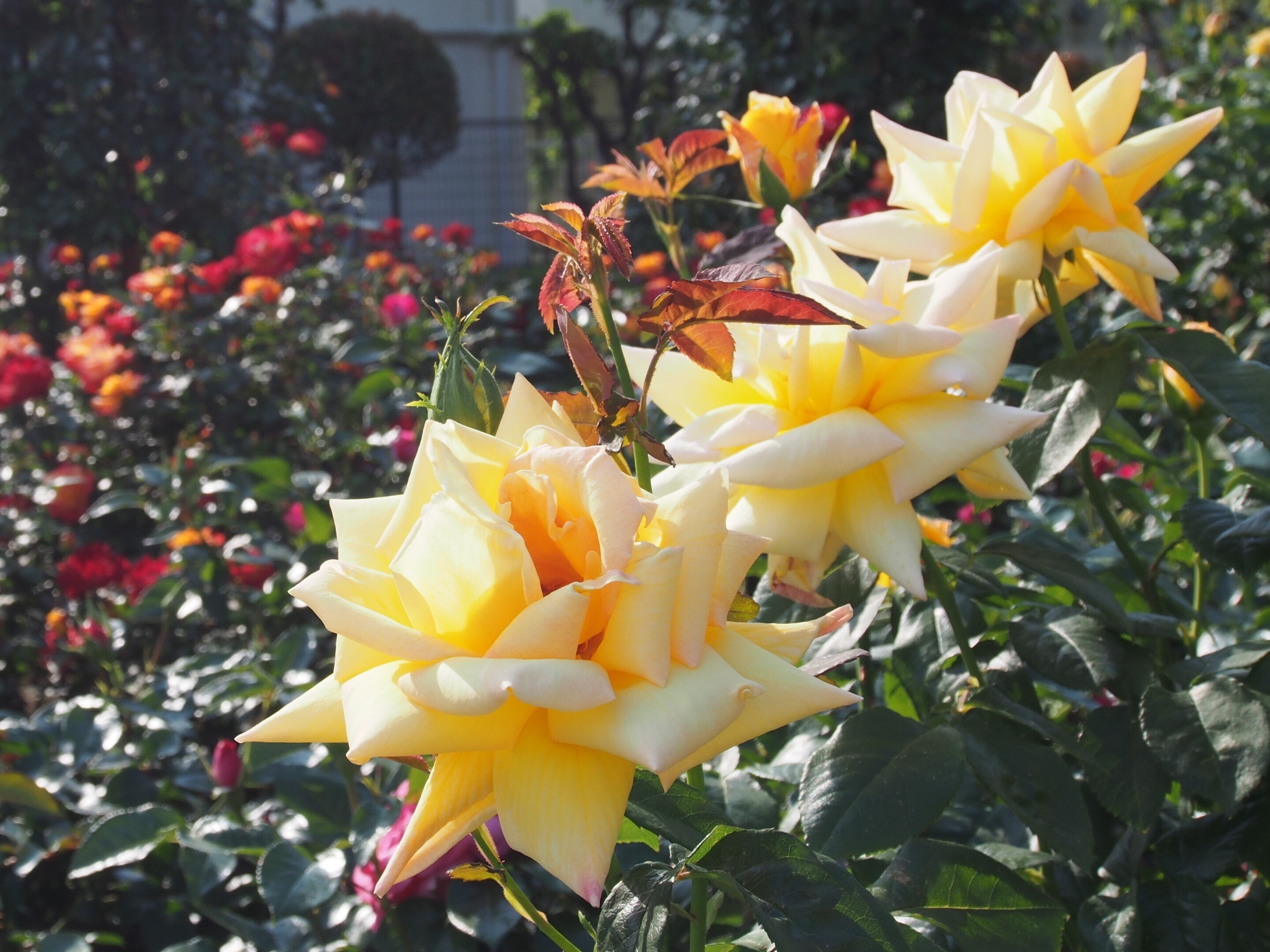 尼崎市 潮江公園2025年5月1日【バラ】｜レタス