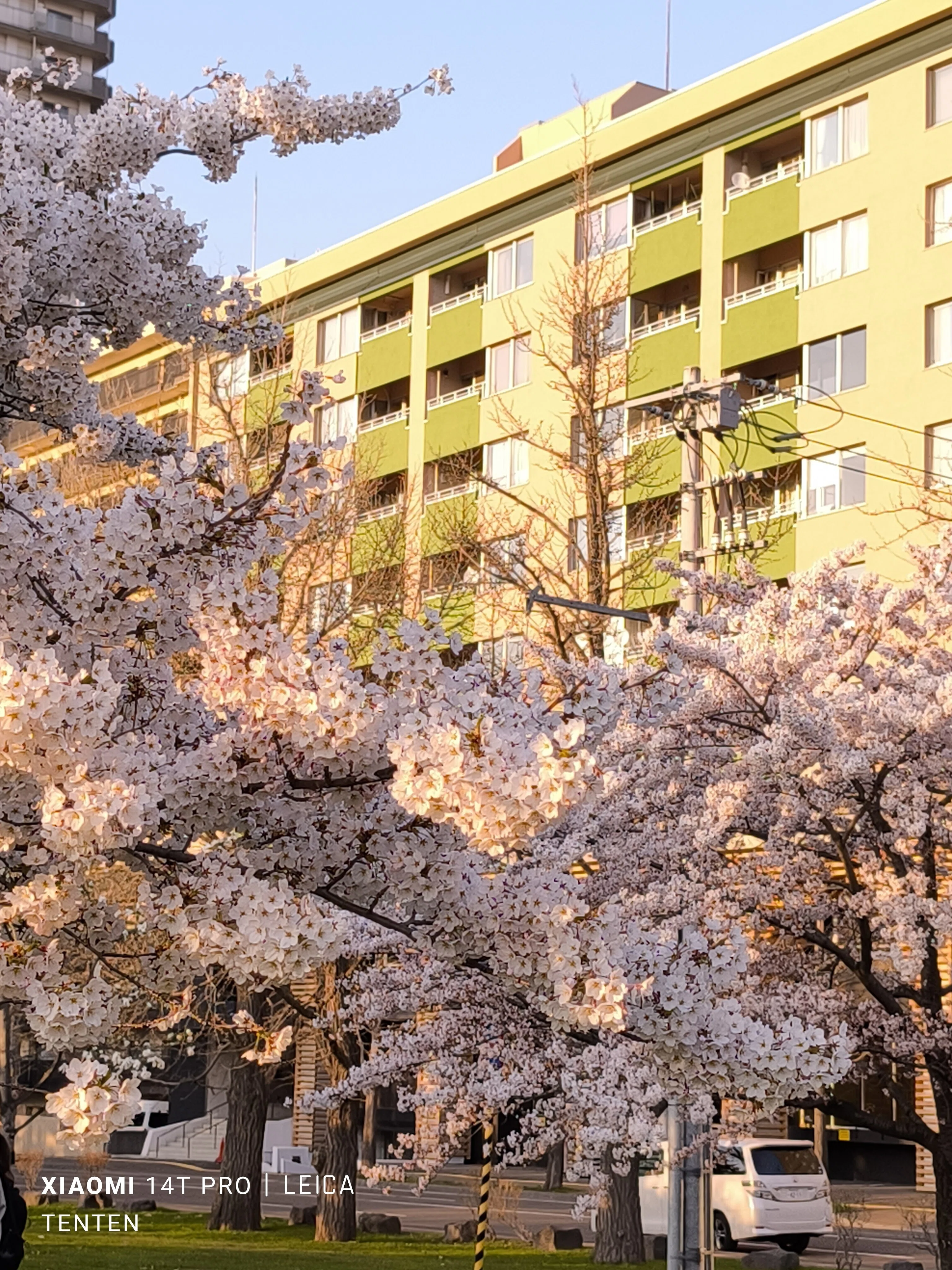 黄昏時の中島公園の桜（2025年5月1日）｜てんてん《TenTen》