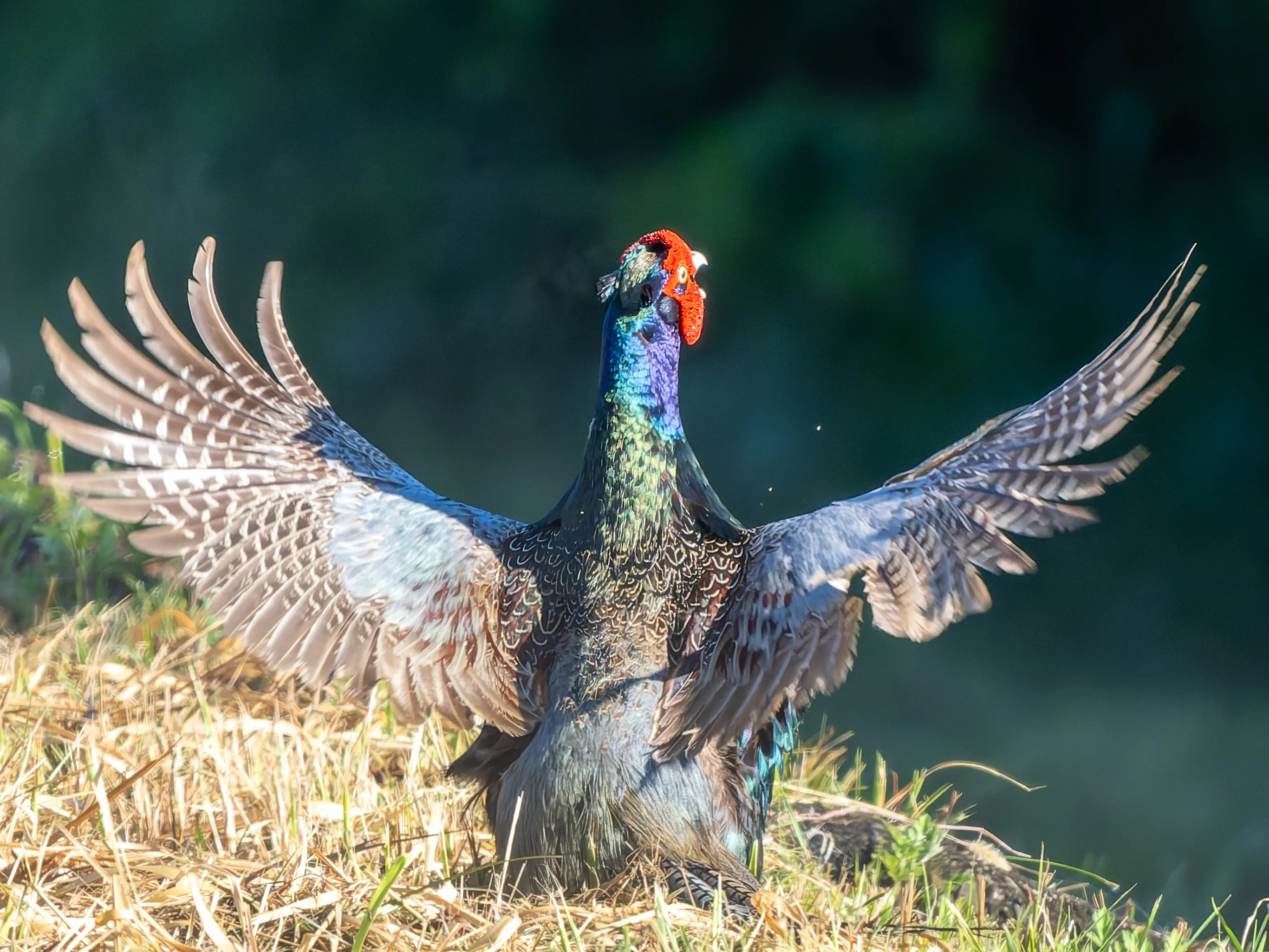 多摩川野鳥定点観測 OM-1II+M.Zuiko 150-400mm｜ひの