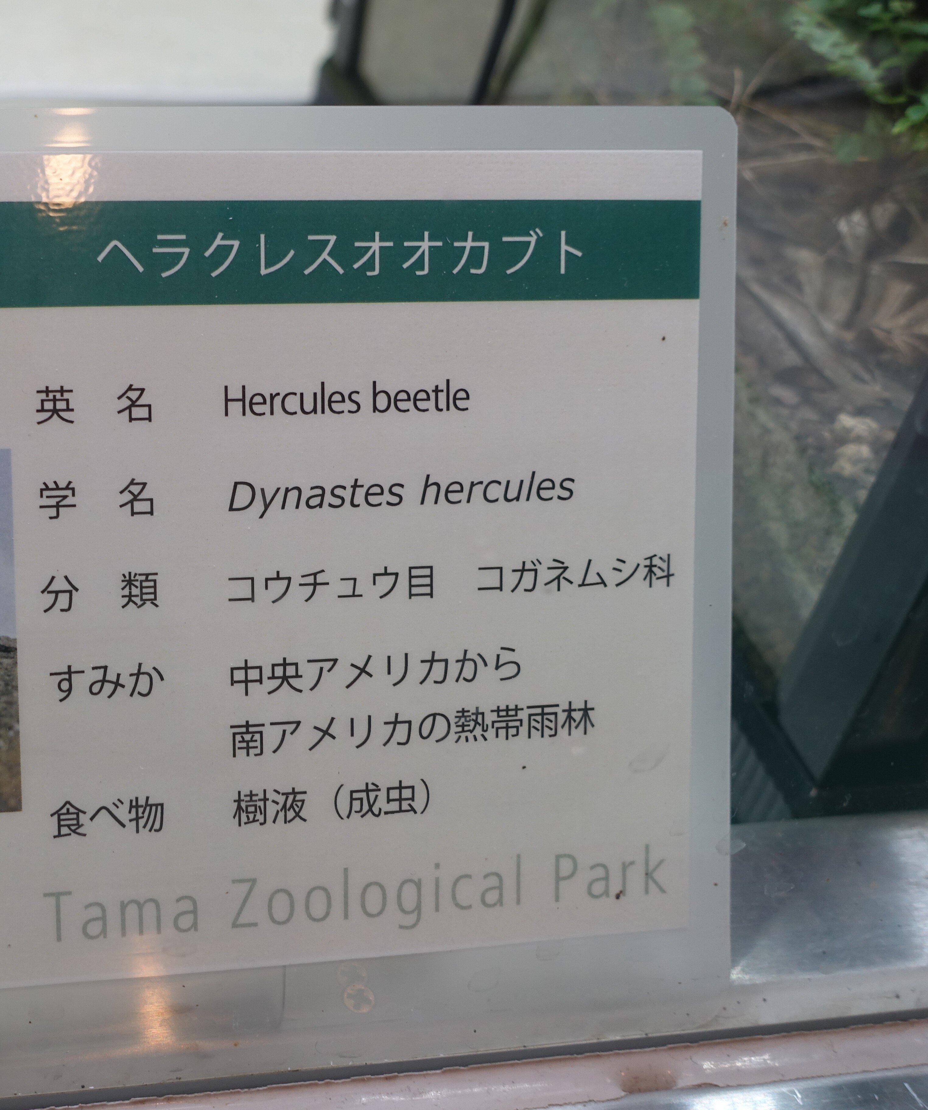 20250501 学名から見るラテン語 ＠多摩動物公園 Part1｜とるてぃ