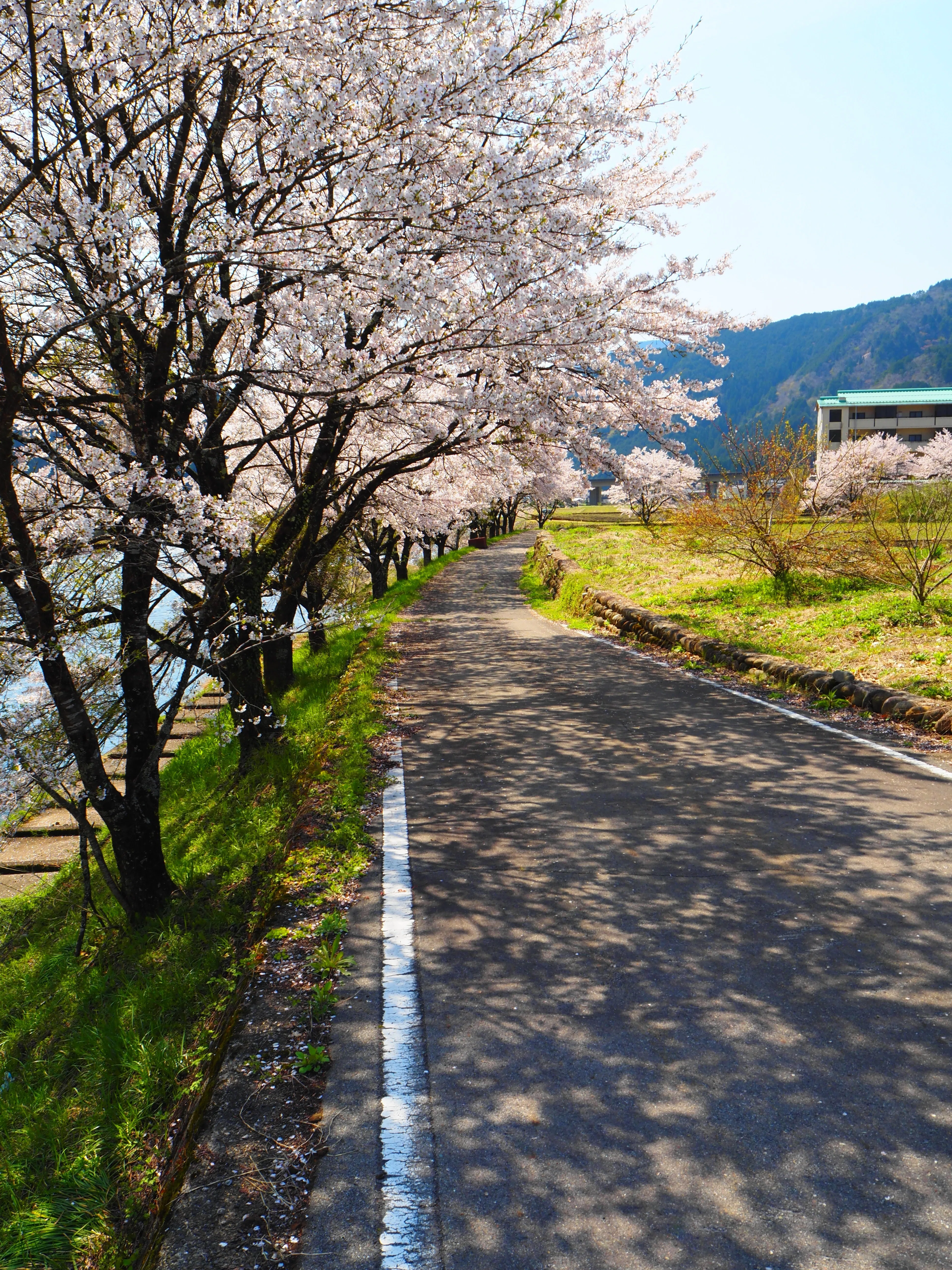 2025.04🌸郡上市大和町の桜を求めて🌸｜すすむ