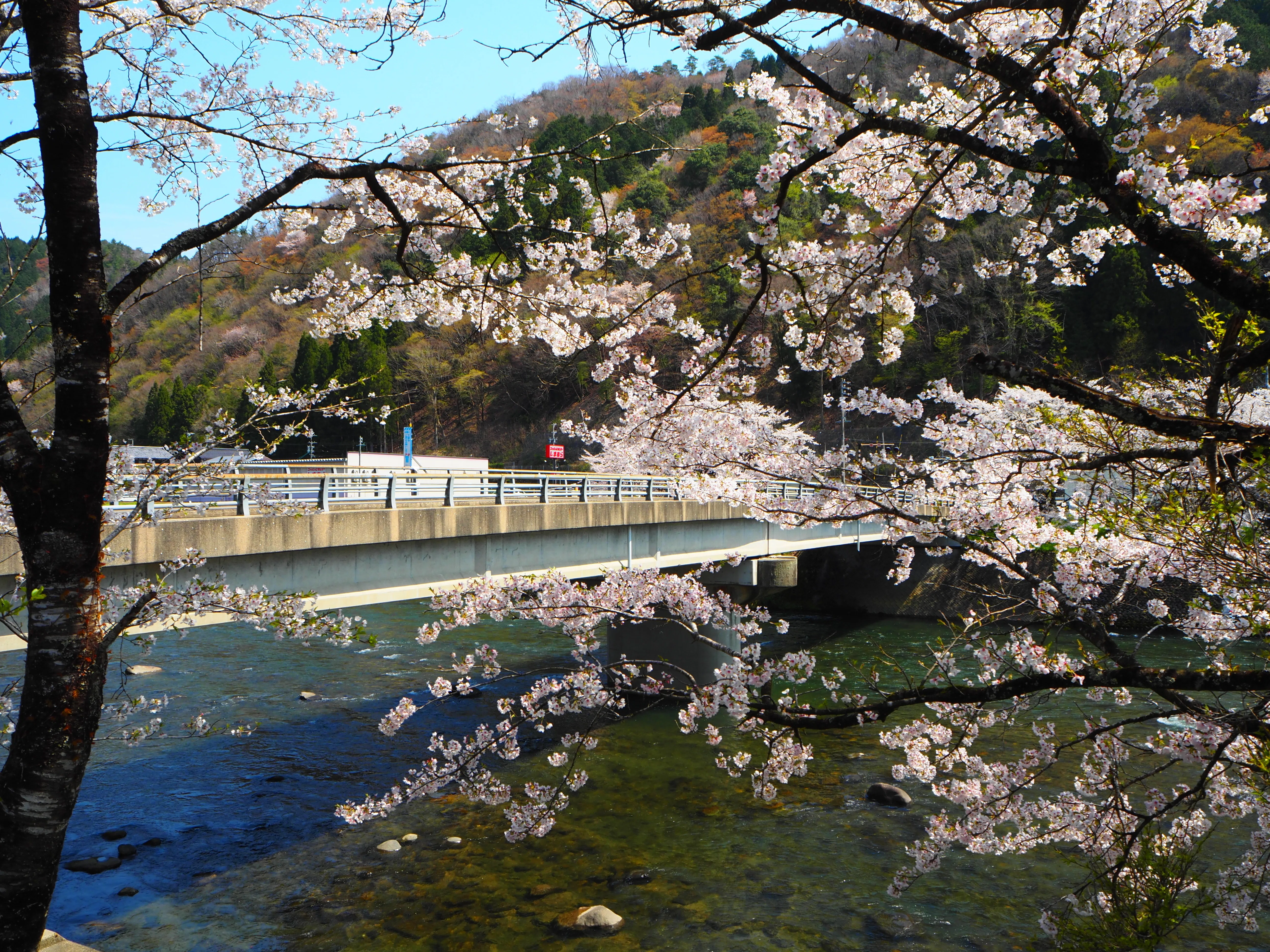 2025.04🌸郡上市大和町の桜を求めて🌸｜すすむ