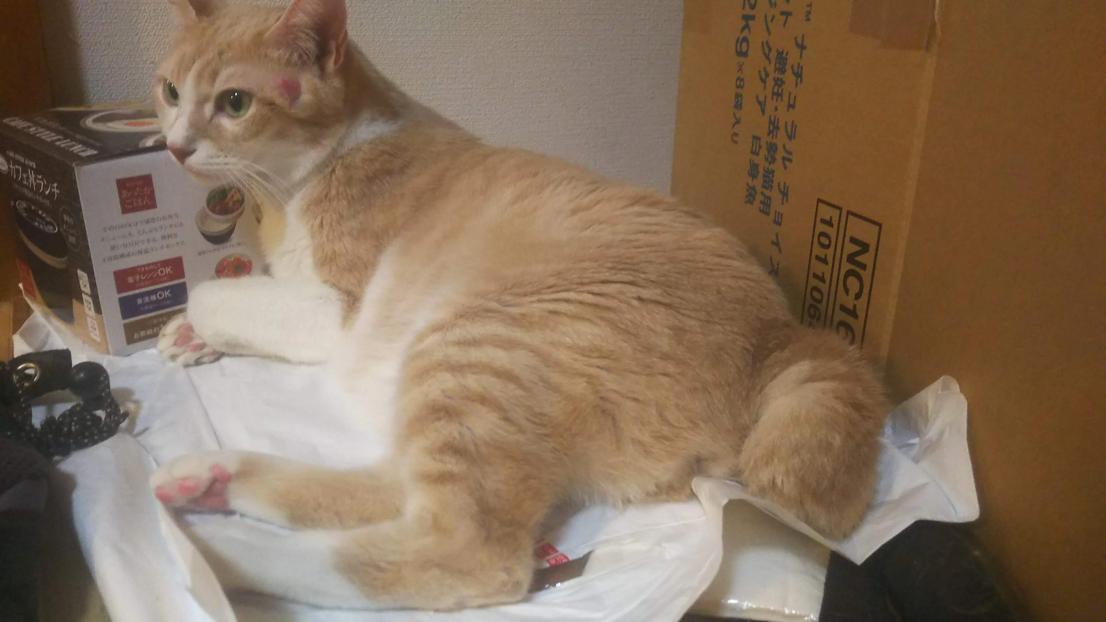 16歳の茶トラ猫と短い尻尾｜皮肉屋ジョー🎭世の中まぜるな危険
