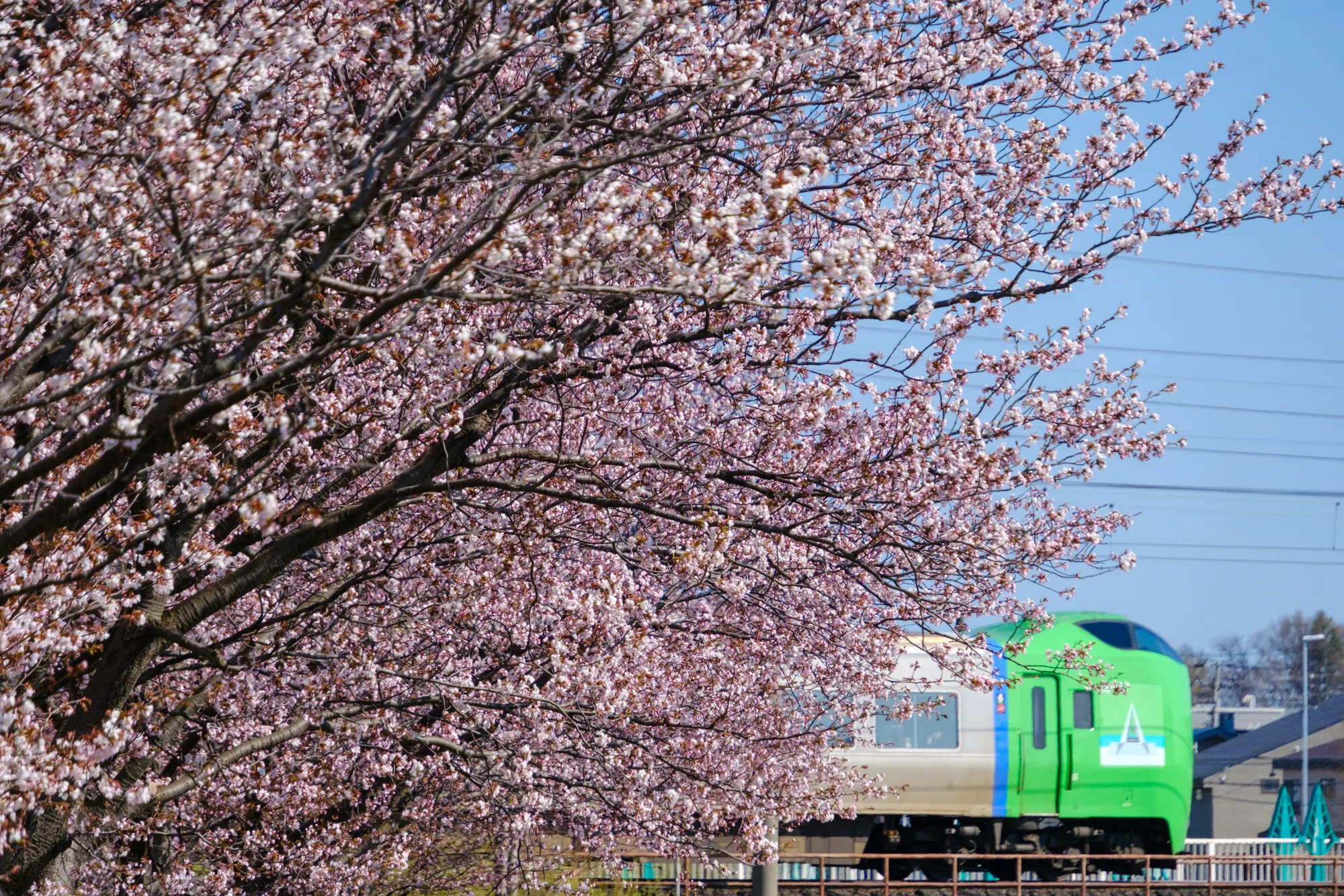 鉄道模型風景 鉄道と桜の風景、愛媛県、引き取り限定 X-T5】桜と鉄道 2025年4月30日｜No.54