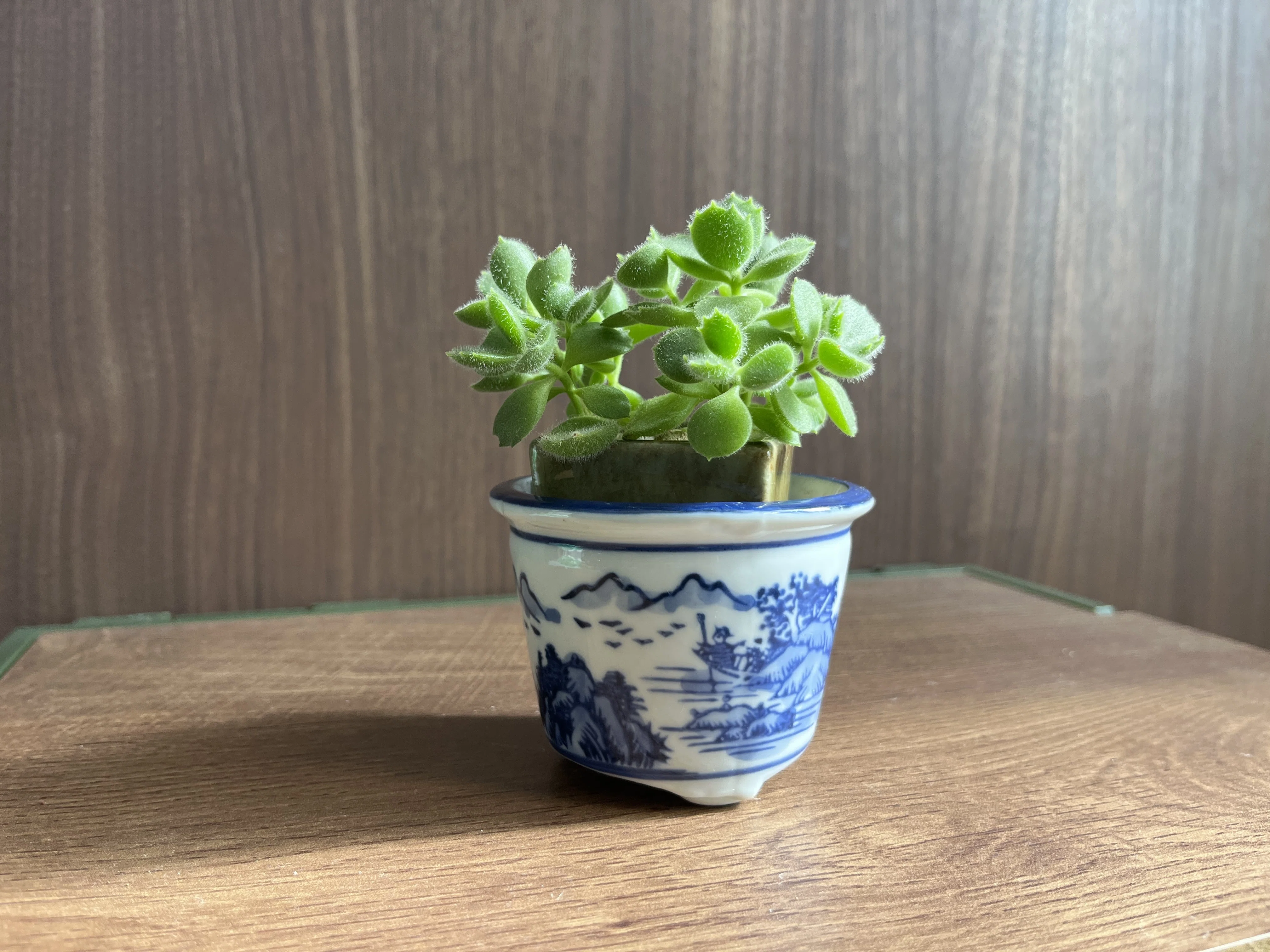 Bonsaipot kakiemon 盆栽鉢 有田焼 植木鉢 植木鉢 有田焼の通販